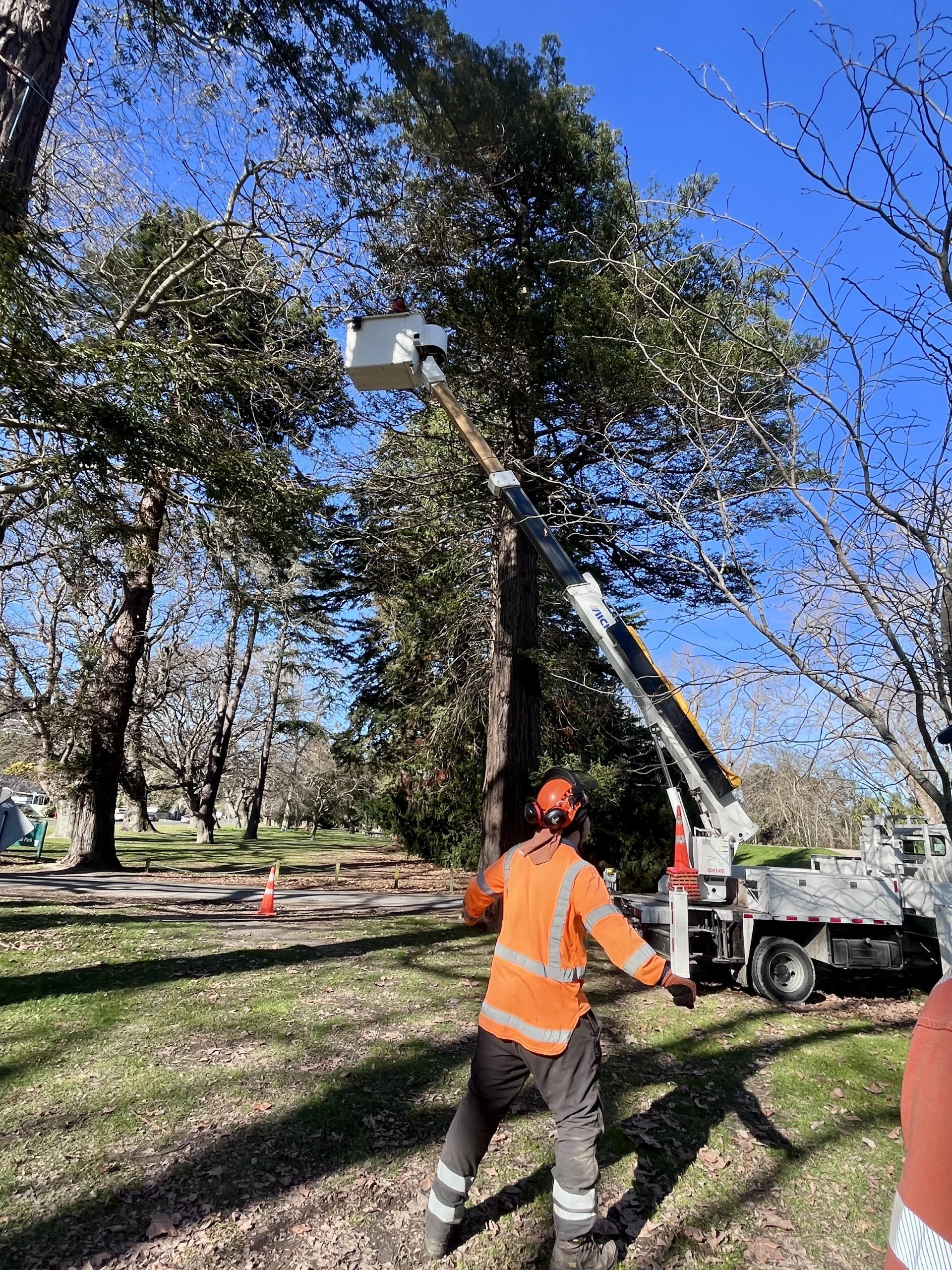Worker in orange safety vest and helmet operating bucket lift to trim tree branches in a park with blue sky and trees.