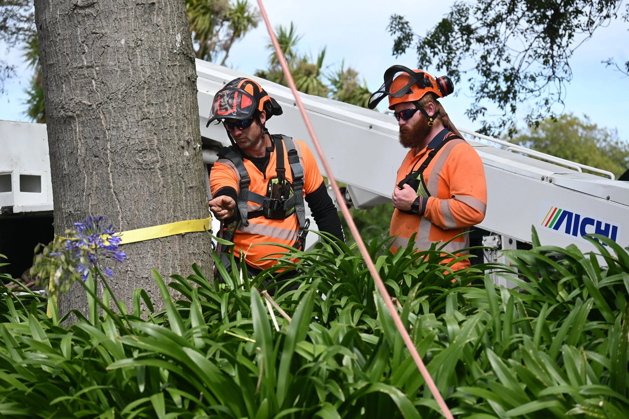 Two utility workers in orange safety gear and helmets working near a large tree, with a tree-trimming bucket truck in the background.