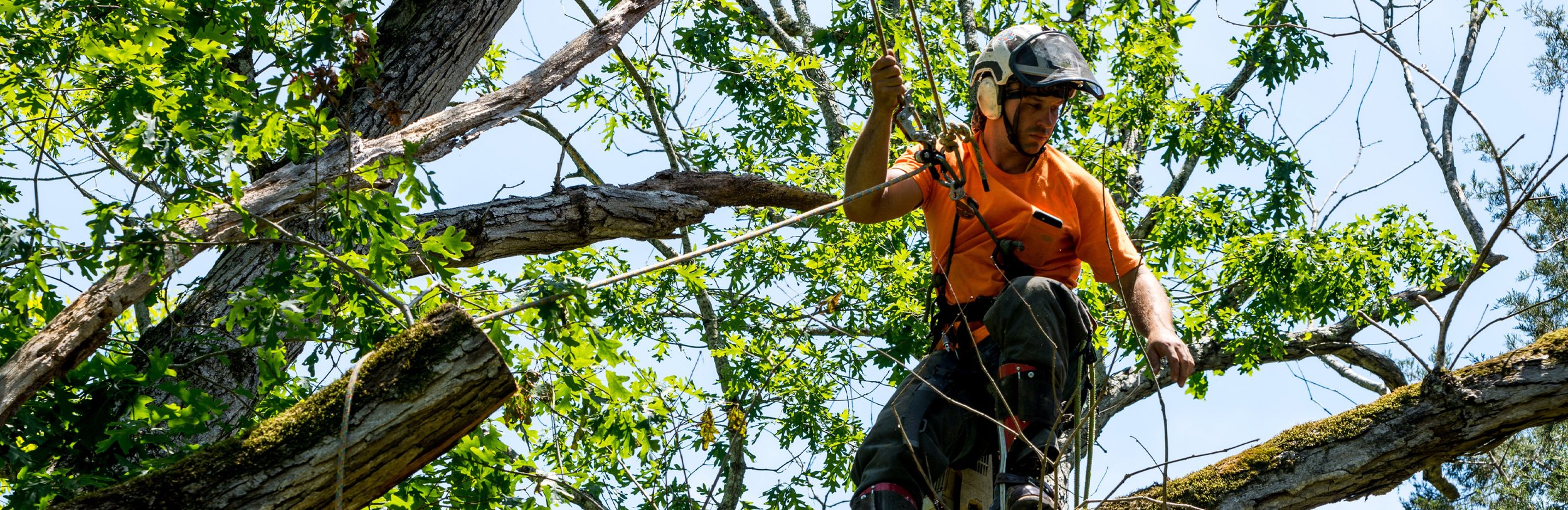 A man wearing safety gear and an orange shirt is perched in a tree, using climbing equipment to prune or inspect the branches surrounded by green leaves.