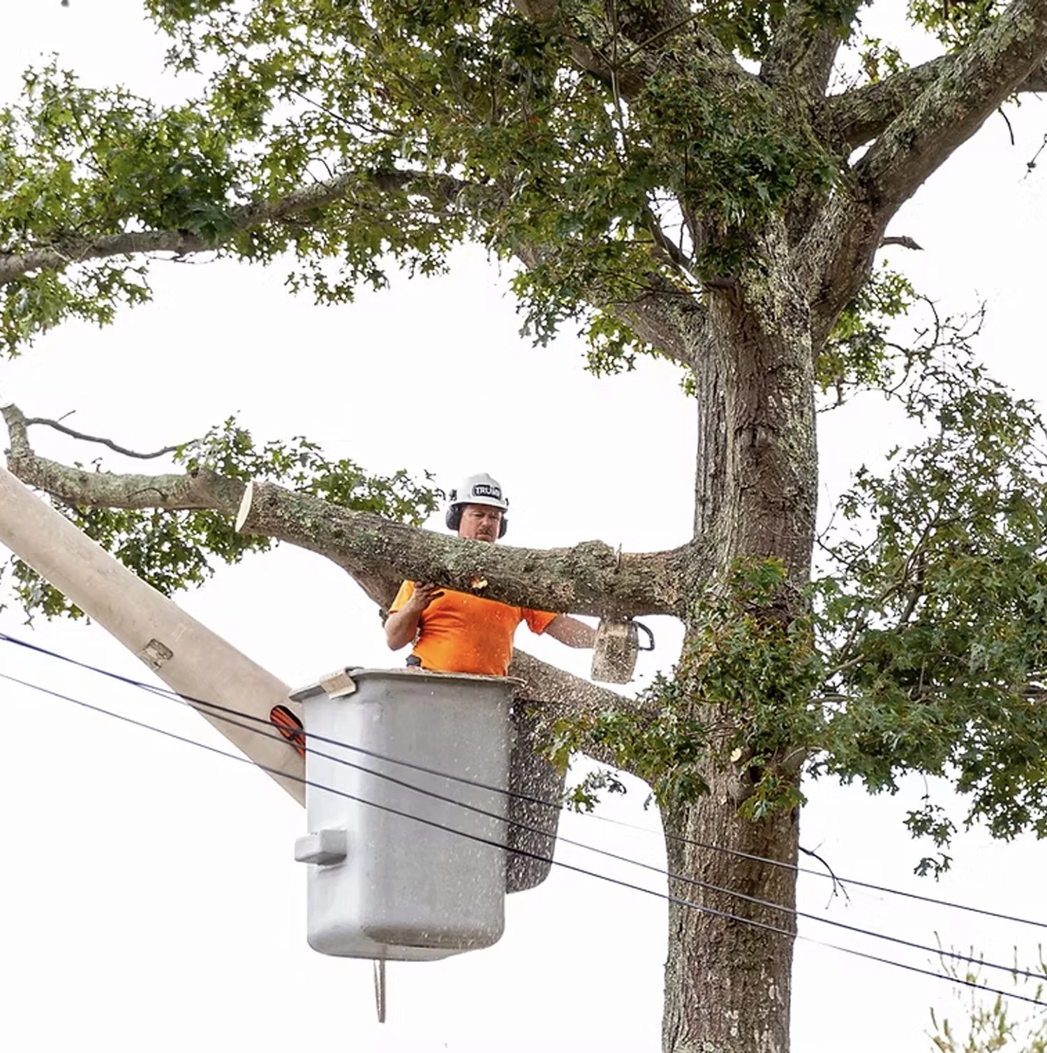 A utility worker wearing an orange shirt and a helmet is cutting or trimming a large tree while sitting in a bucket lift near power lines.