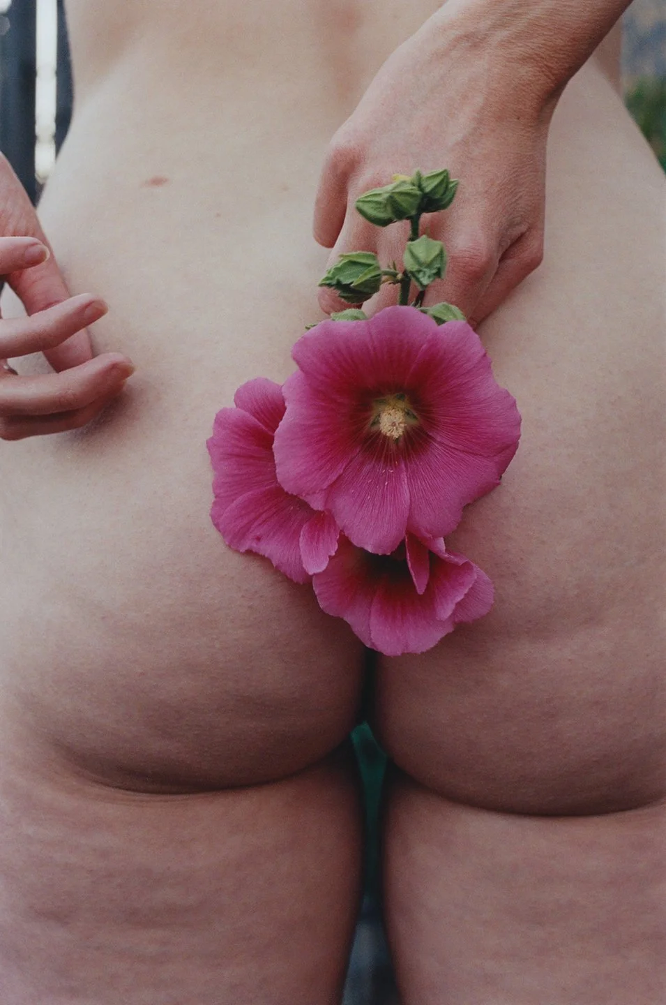 Hibiscus (Eagle Rock, Los Angeles)