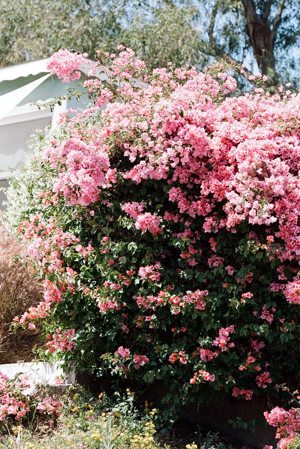 Bougainvillea (Mount Washington, Los Angeles)