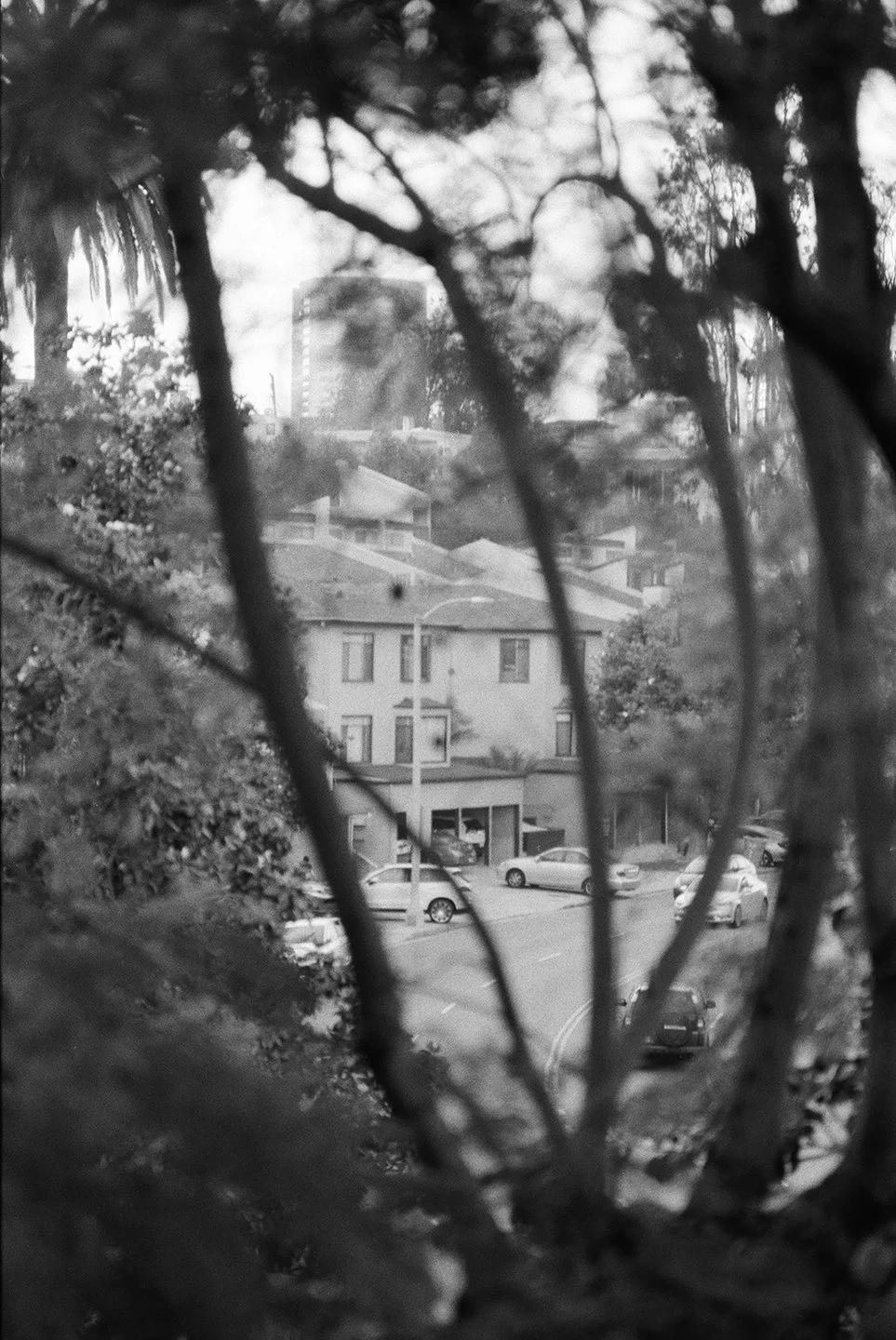 Bending Trees (West Hollywood, California)