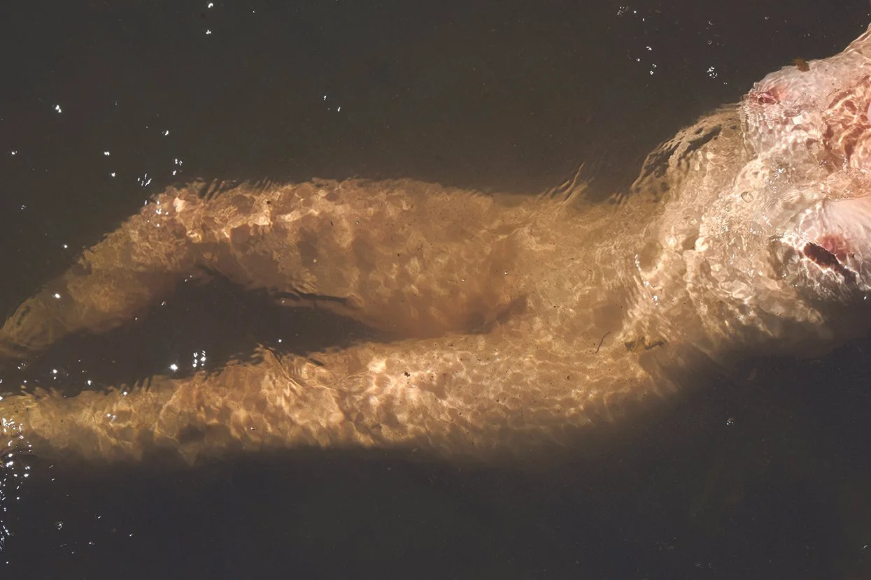 Galatée