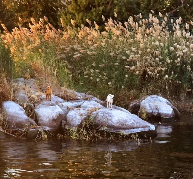 IMG_7565 edit 2.jpeg