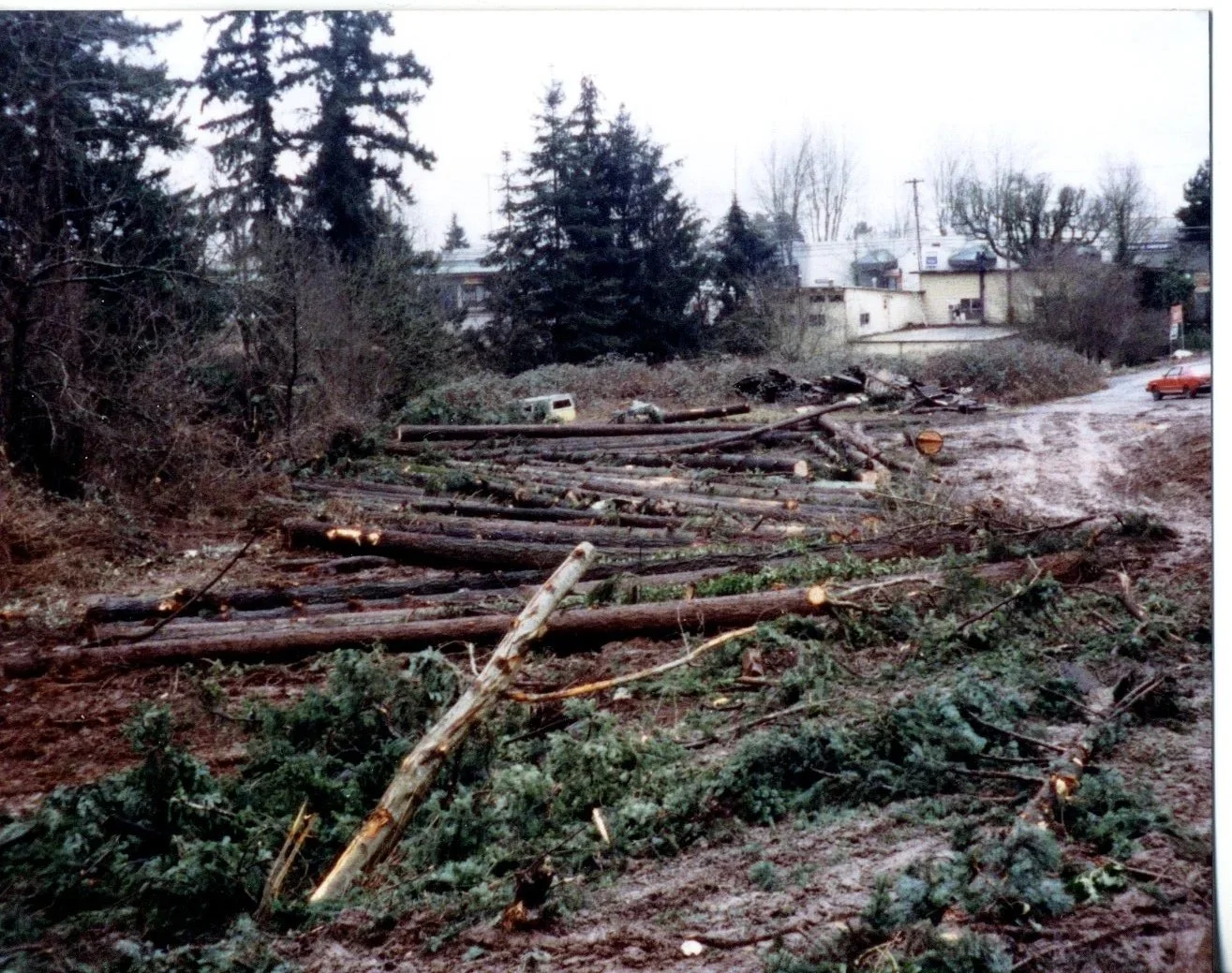 tree+removal.jpg