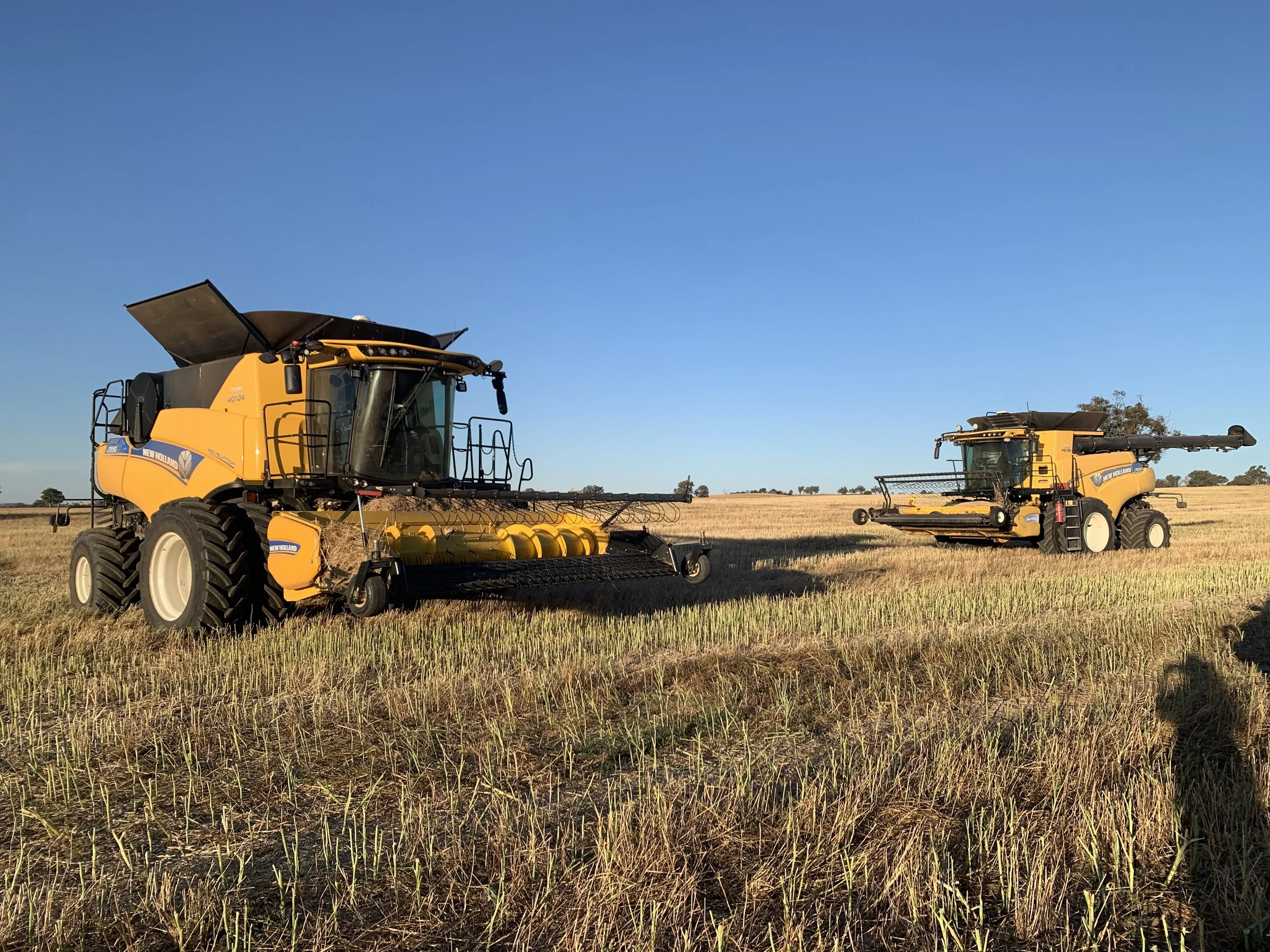 Two large yellow harvesters working in a field under a clear blue sky, surrounded by tall dry grass and distant trees.