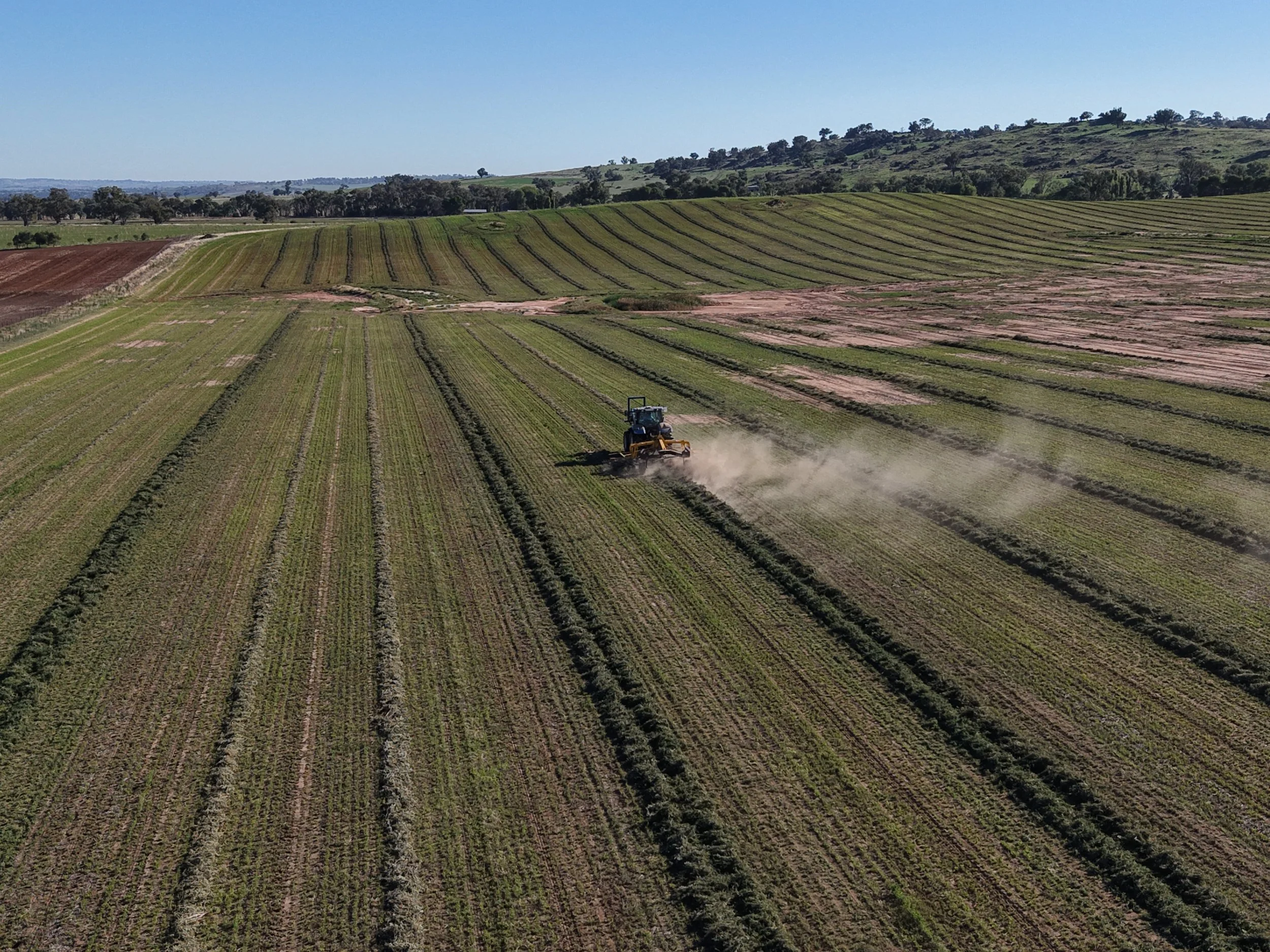 A tractor working in a large field of crops, with rows of green plants and dust rising behind it, under a clear blue sky with hills in the background.