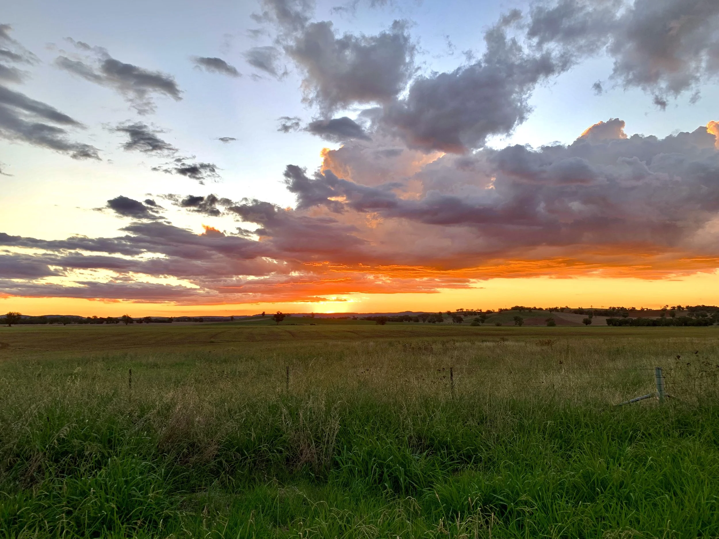 Landscape view of a grassy field at sunset with colorful clouds in the sky and distant trees on the horizon.