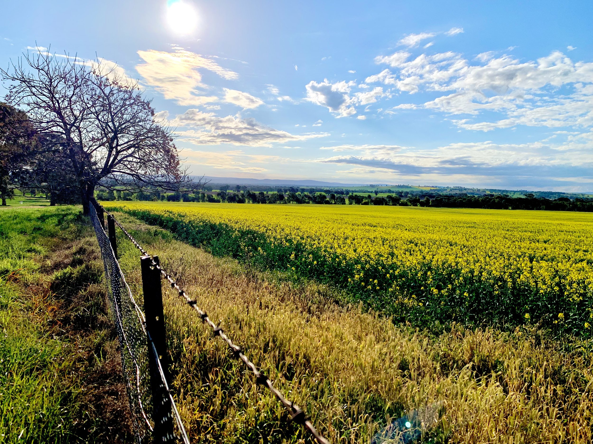 Early Spring