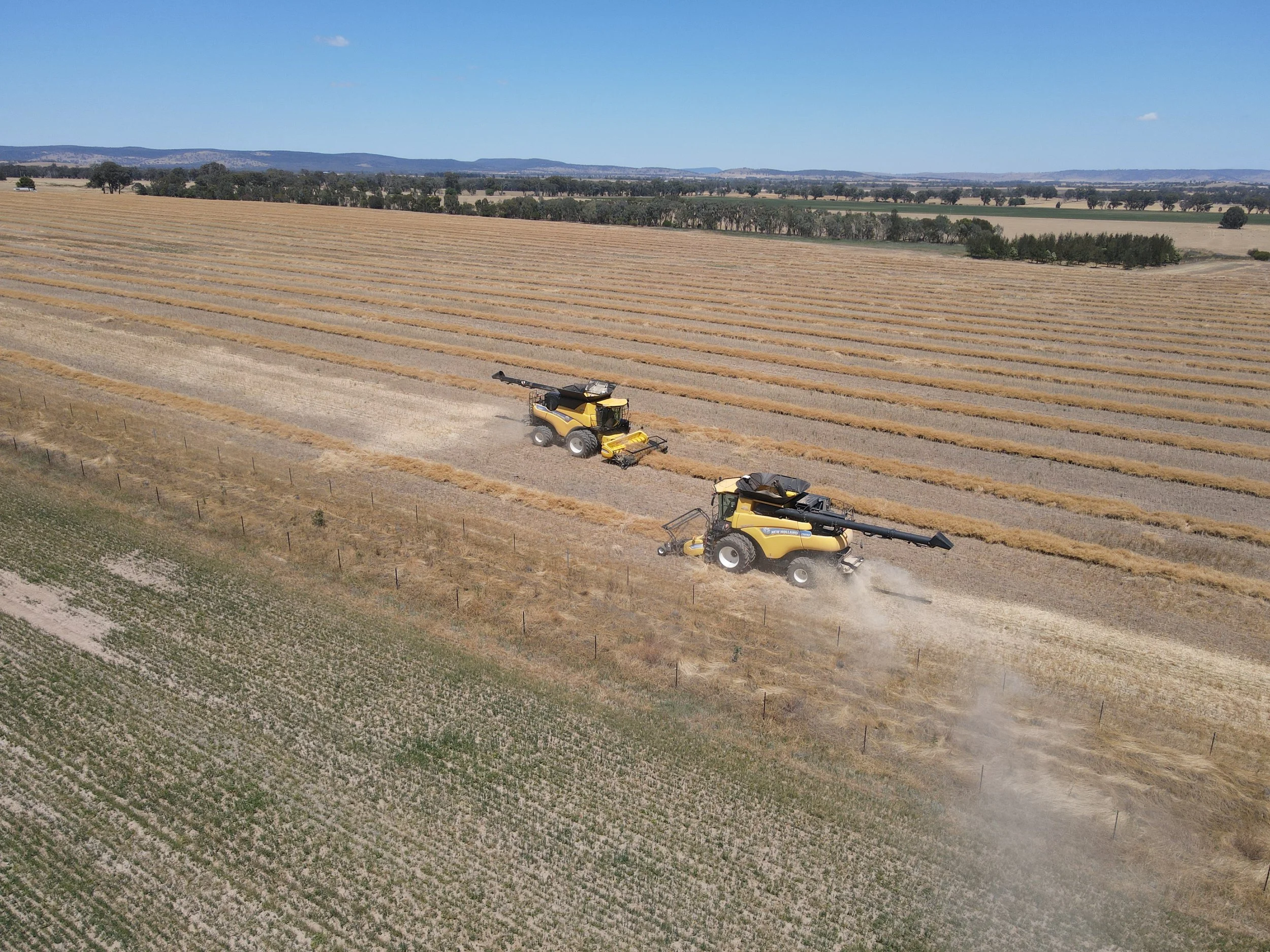 Two large yellow combines harvesting a wheat field on a clear sunny day in rural farmland.