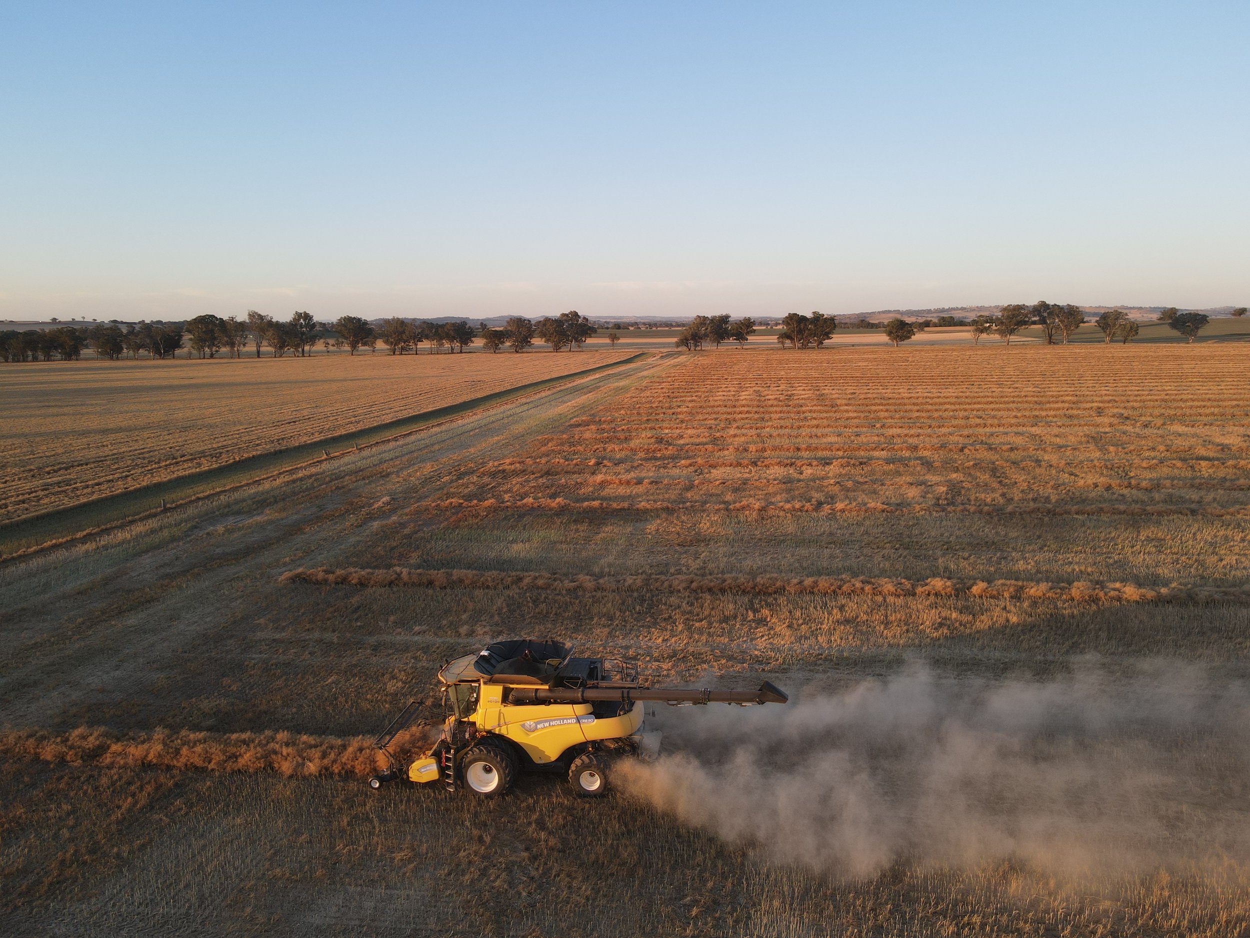 A yellow combine harvester working in a vast agricultural field, dust is rising as it harvests crops during late afternoon, with a line of trees in the background under a clear sky.