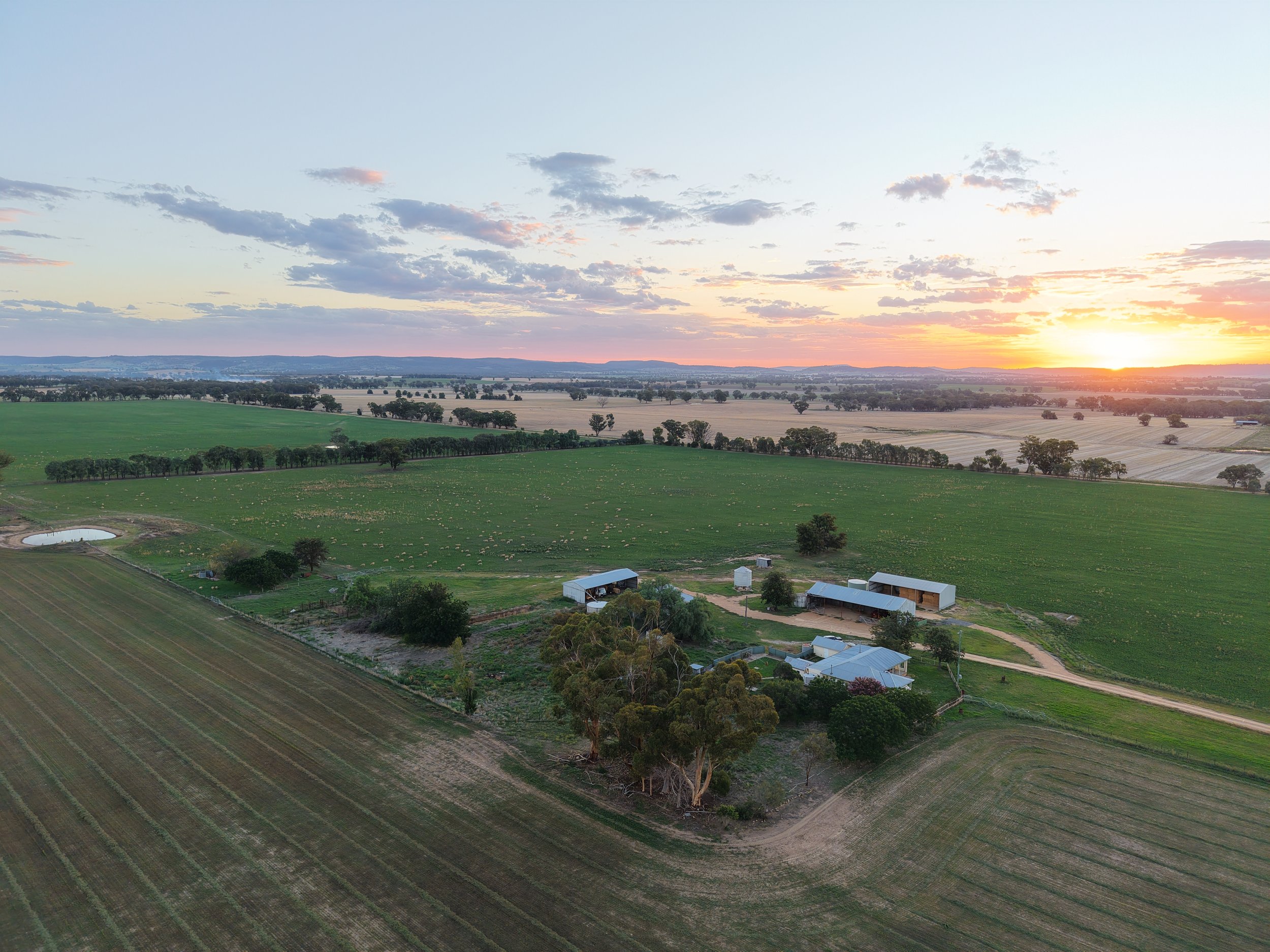 Aerial view of a farm at sunset with green fields, scattered trees, farm buildings, and a pond.
