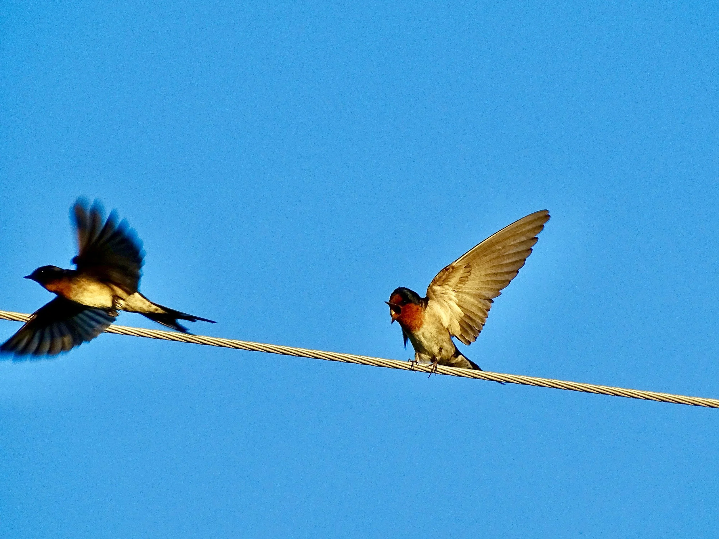 Two birds arguing