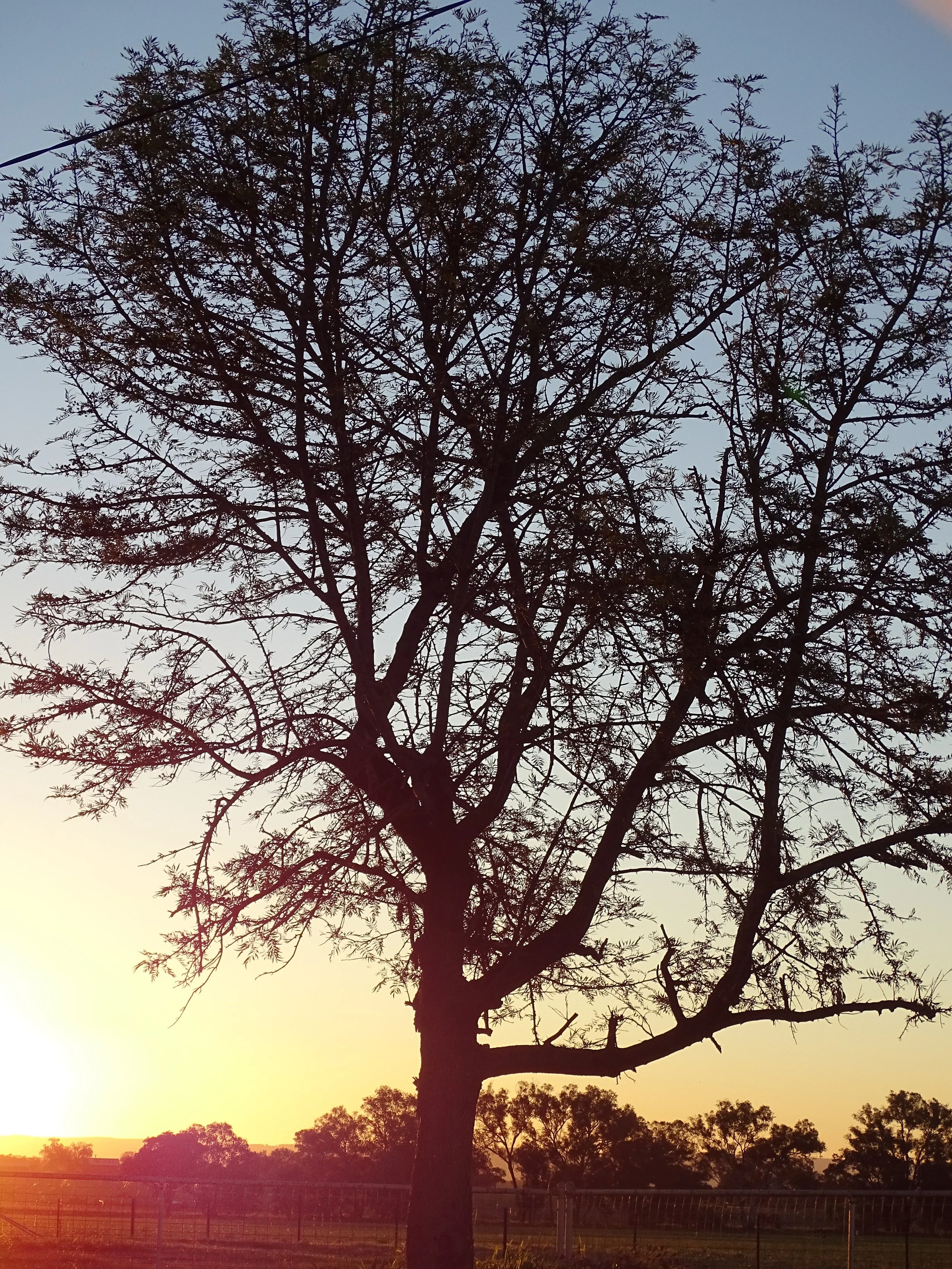 A large tree with no leaves against a clear sky during sunset, with a small fence and other trees in the background.