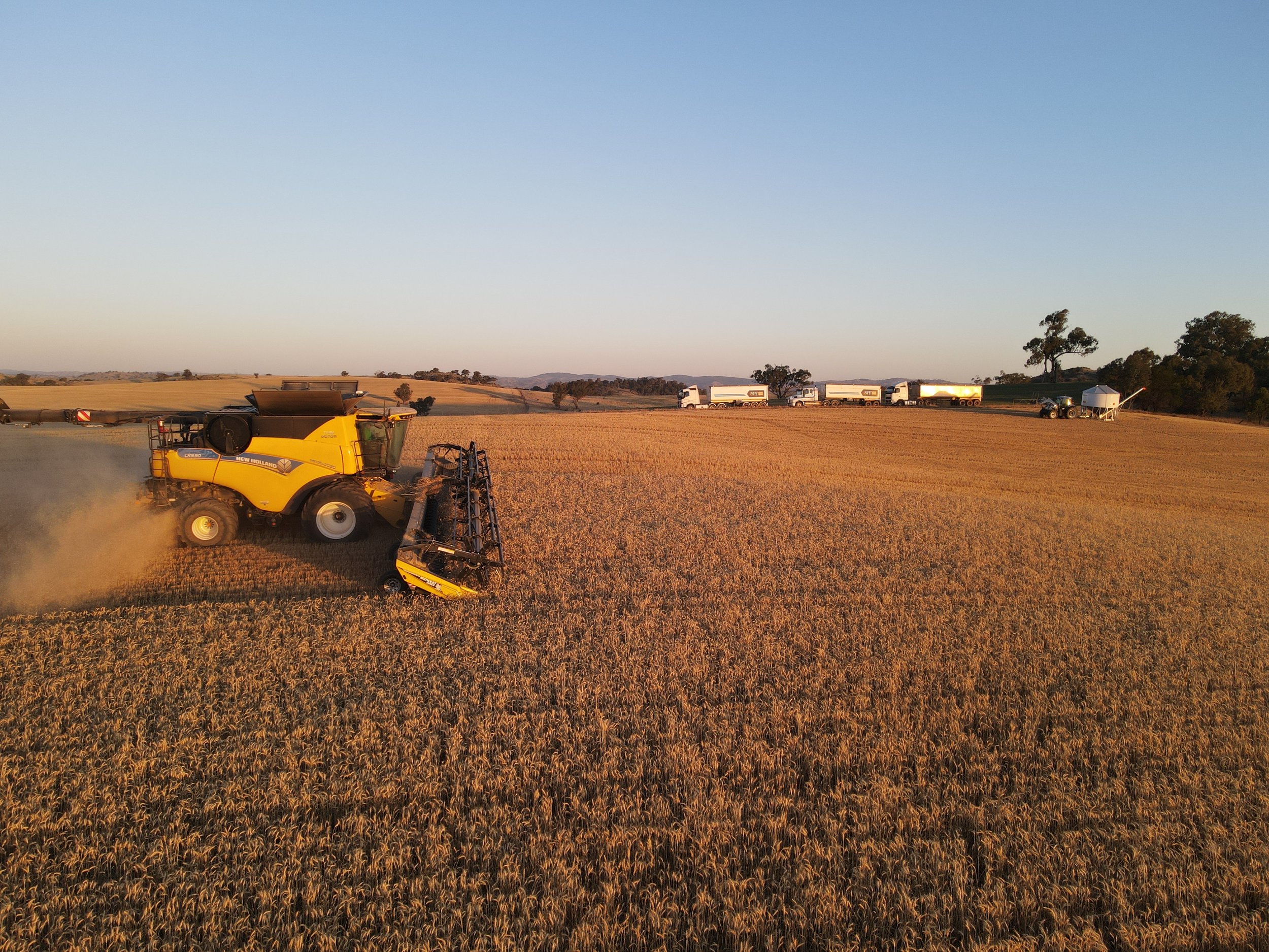 A yellow combine harvester working in a vast wheat field during sunset, with several trucks and a trailer in the background under a clear sky.