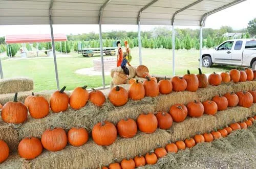 Pipe Creek Pumpkin Patch