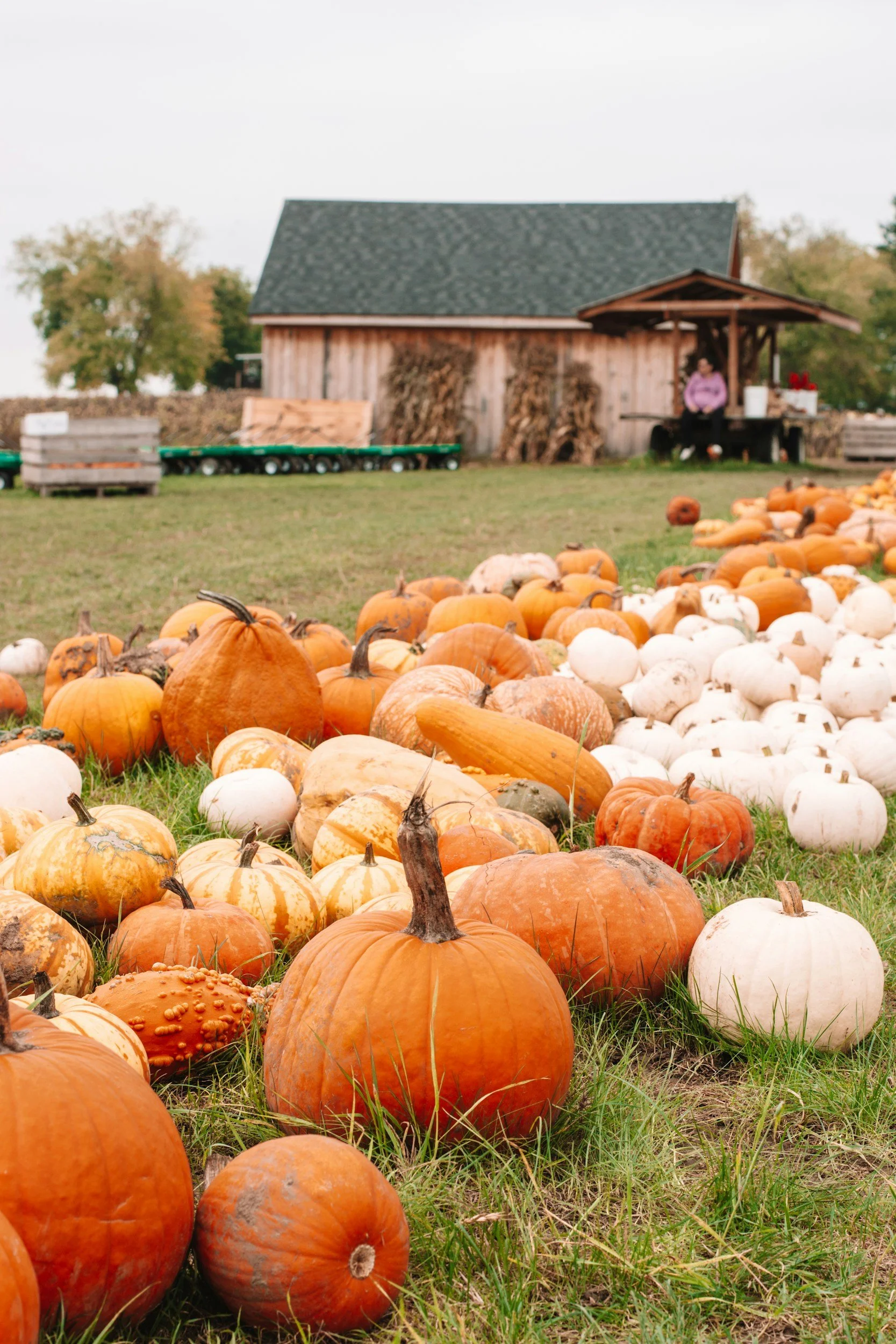 Bulverde Pumpkin Patch 