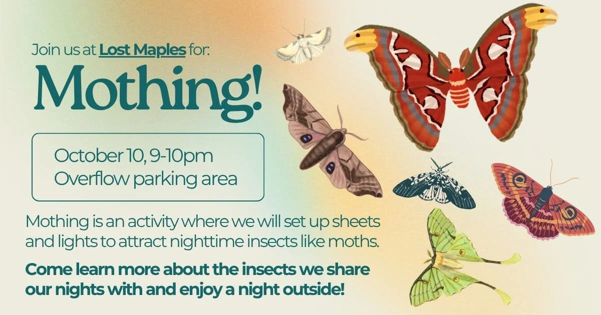 Moth Mayhem