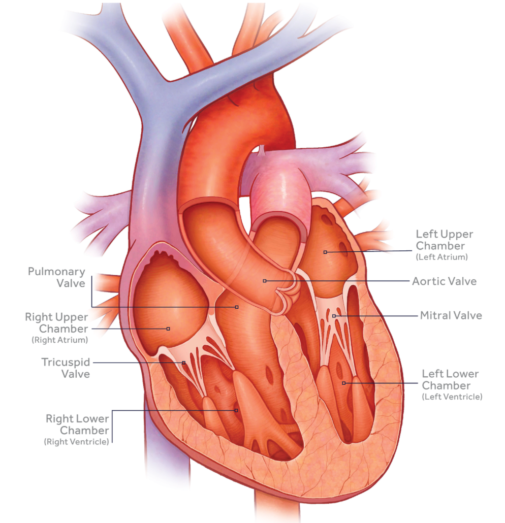 heart cardiology structure of heart