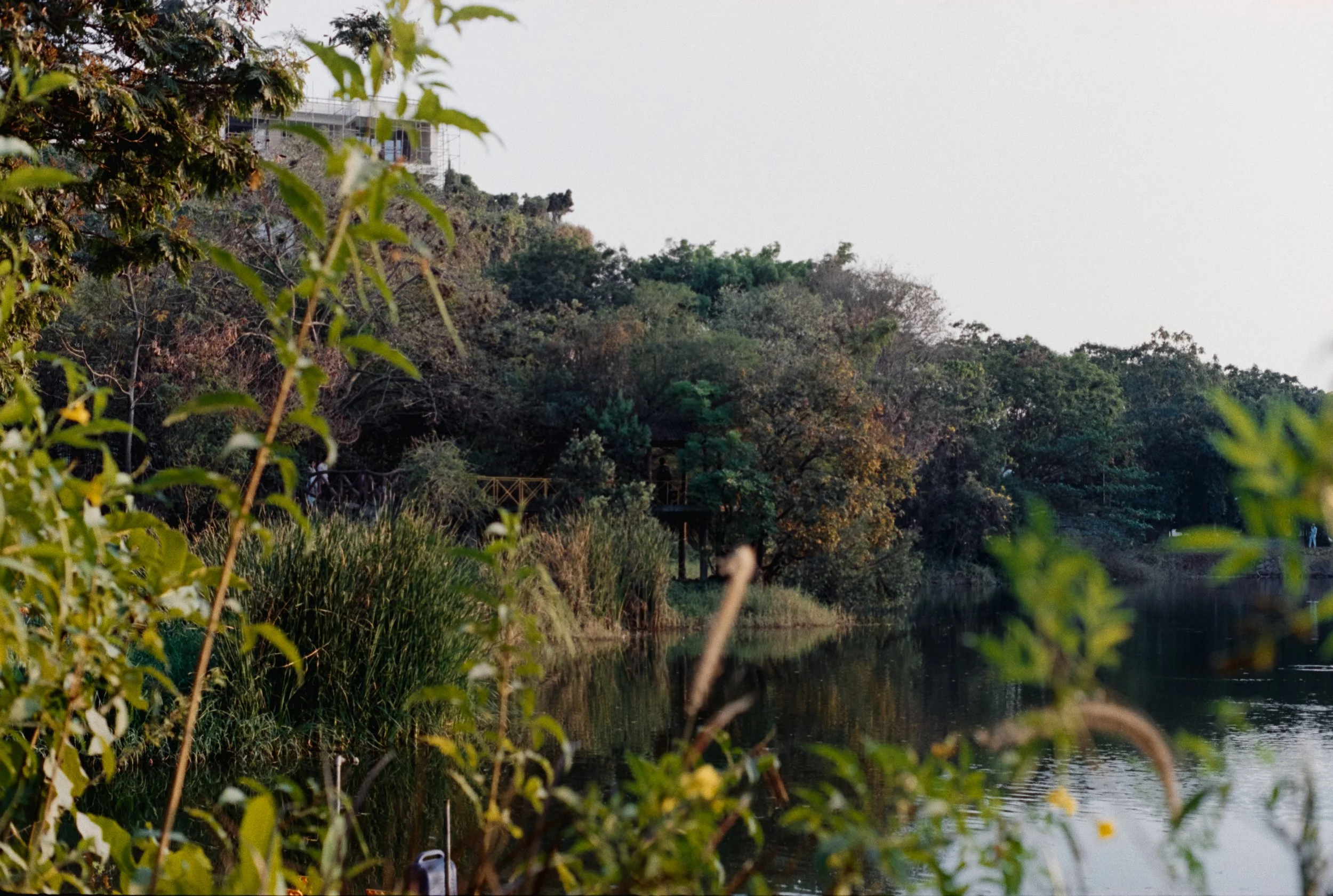 Lotus pond park, Jubilee hills