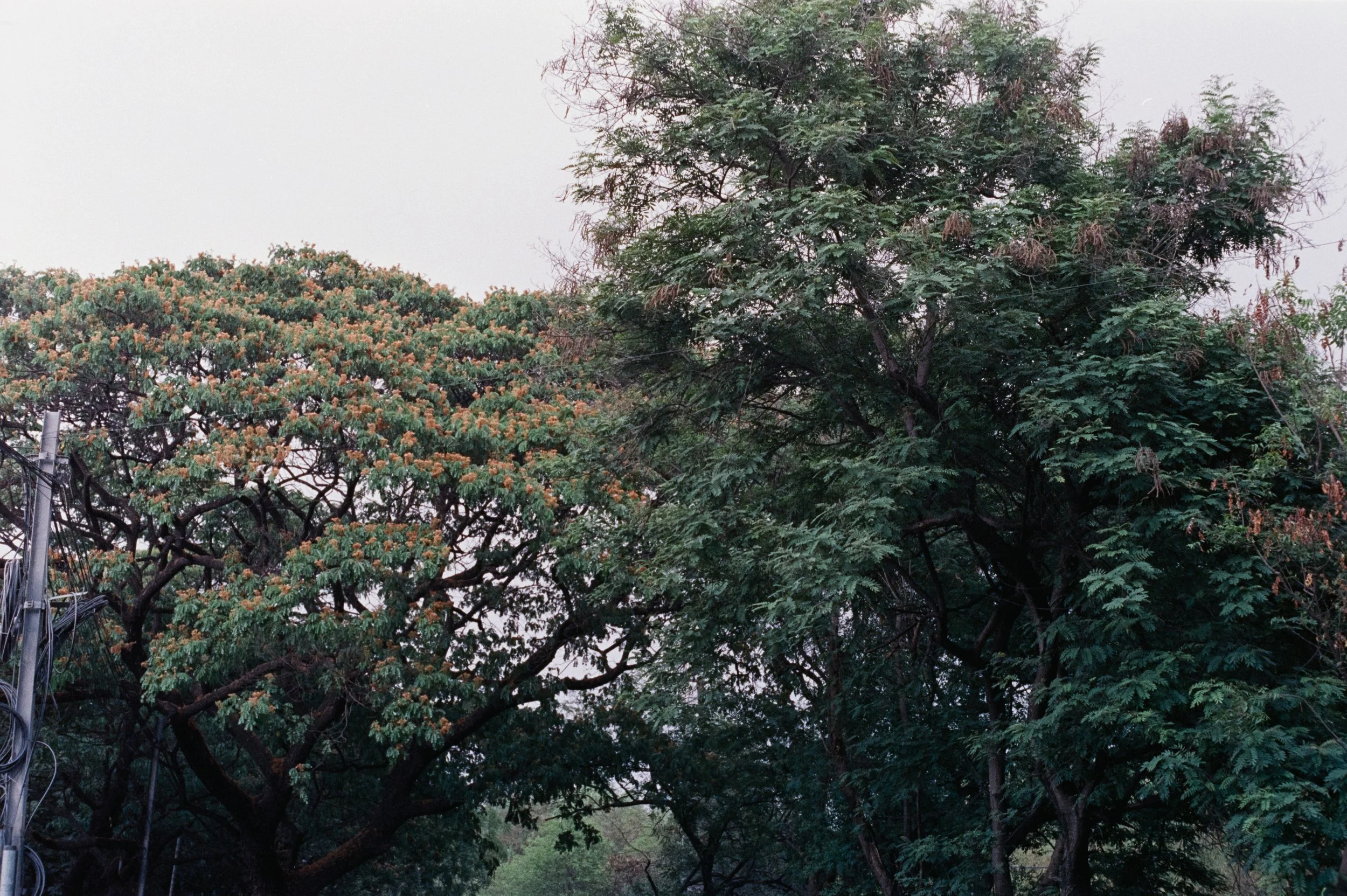 Some trees of Hyderabad