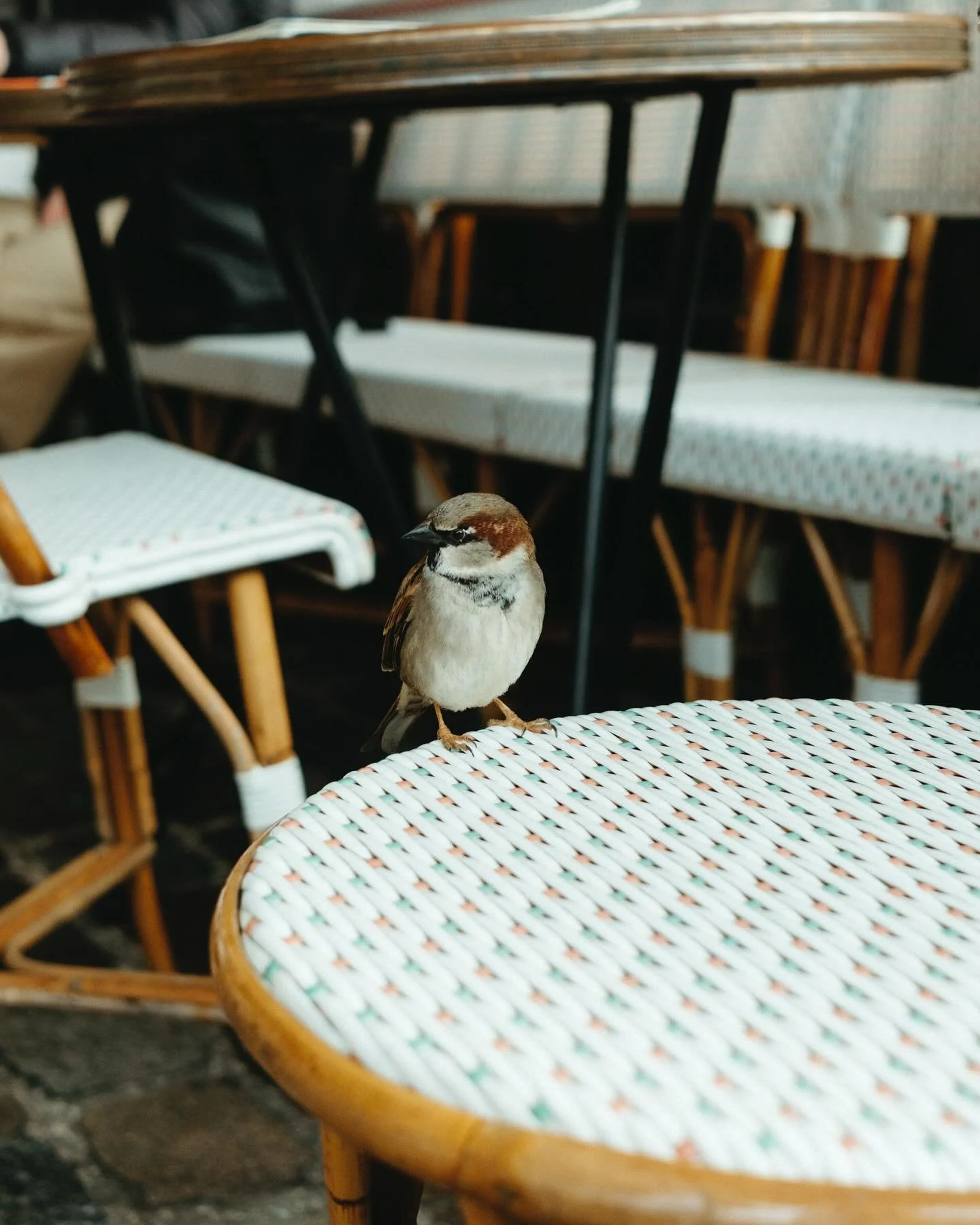 Goes to Europe, just takes birb photos in cafes 

#eurotrip2025 #paris #birb