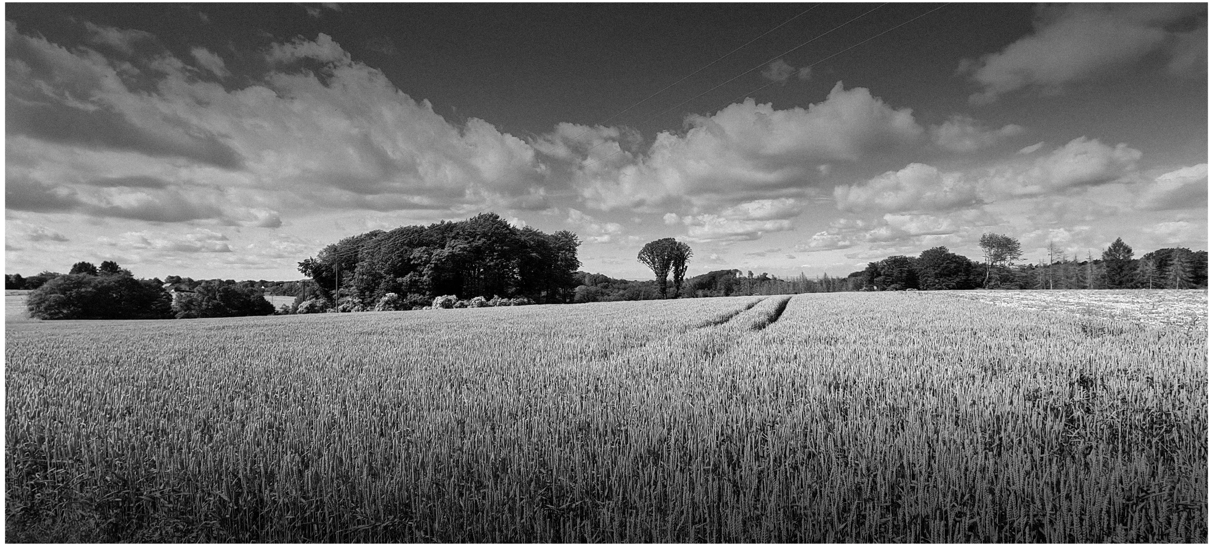 Landschaft mit ein Weizenfeld, Bäumen im Hintergrund, Wolken am Himmel in Schwarzweiß.