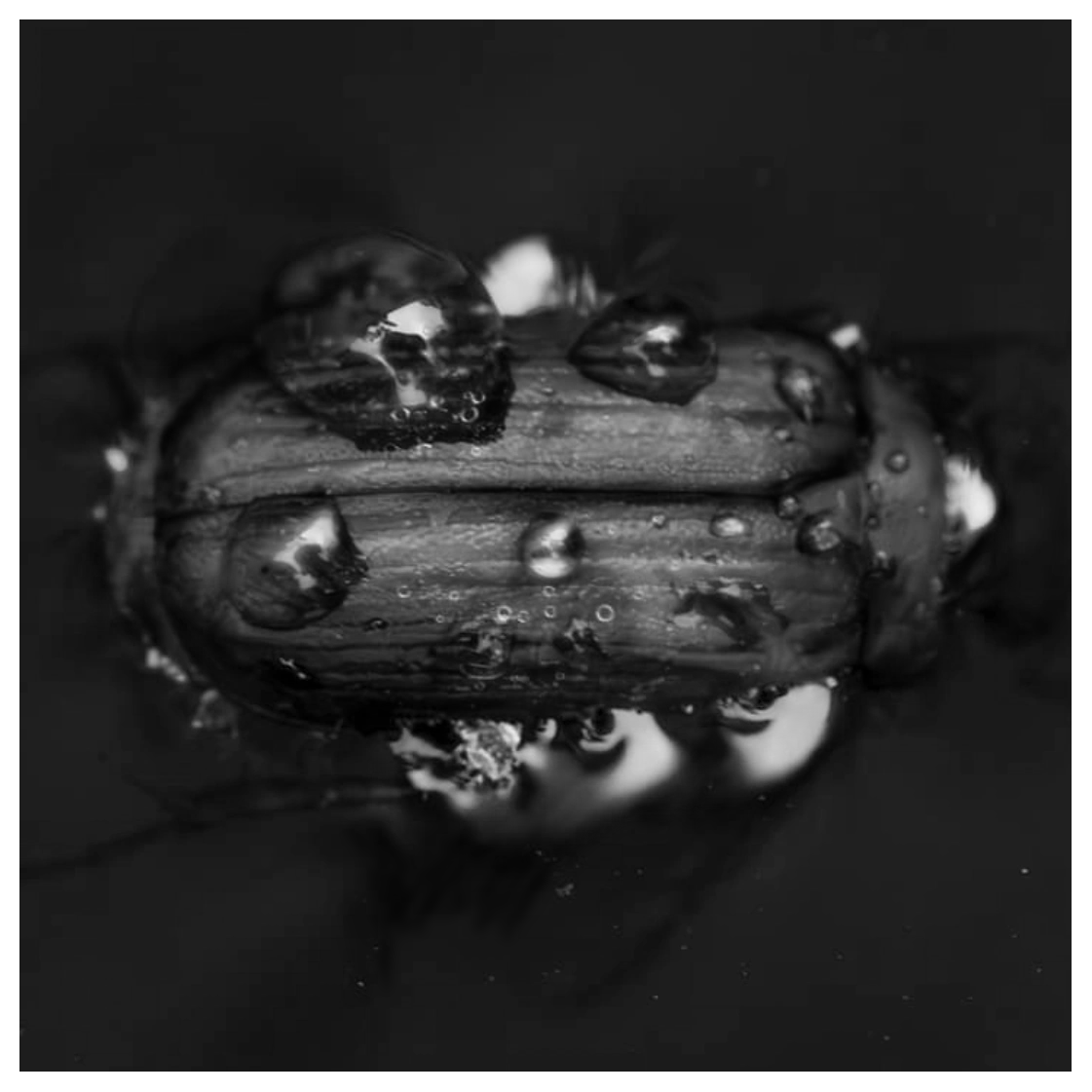 Nahaufnahme eines Holzstücks mit Wassertröpfchen auf der Oberfläche, in Schwarz-Weiß