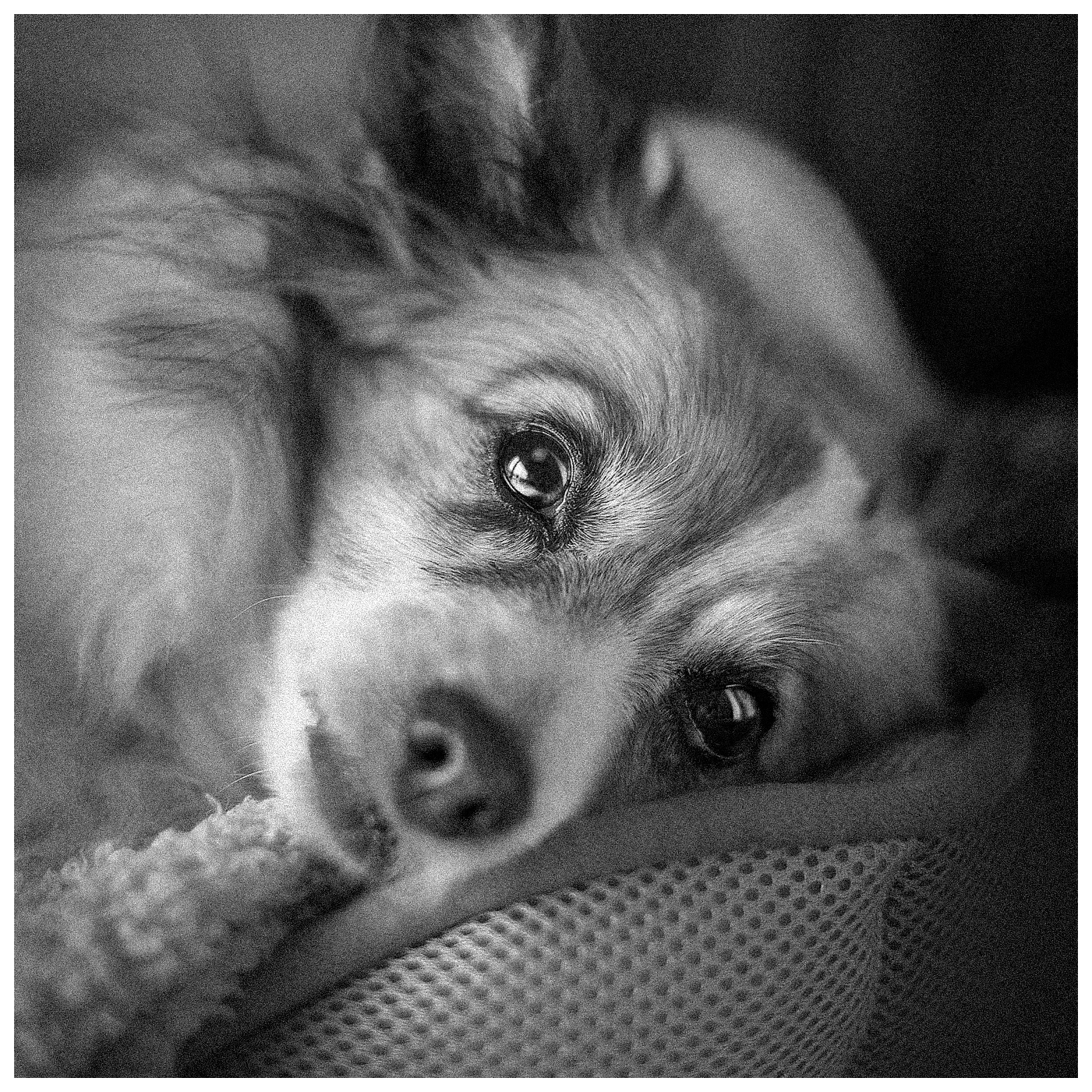 Ein Hund liegt entspannt und schaut in die Kamera, das Bild ist schwarz-weiß.