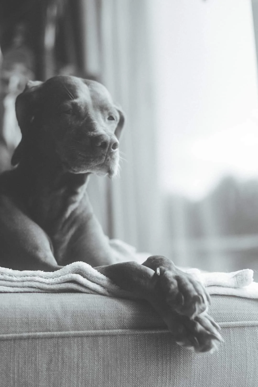 Ein schwarzes Hund liegt auf einem Sofa und schaut nach draußen, vor einem Fenster mit Vorhängen.
