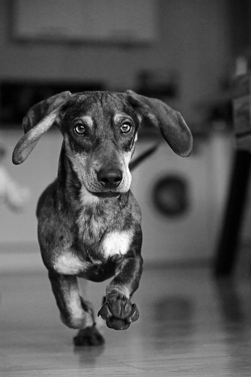 Ein Welpe läuft auf einem Holzboden direkt auf die Kamera zu, in Schwarz-Weiß.