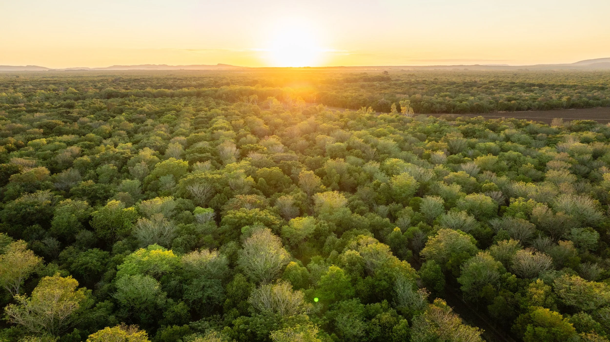 Aerial view of a sandalwood plantation during sunset with the sun low on the horizon.