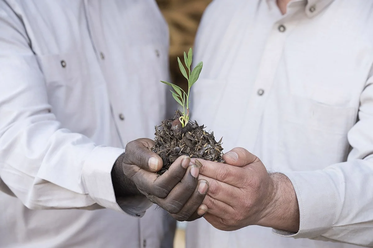 Two people holding a small Santalum spicatum sapling with soil in their hands.