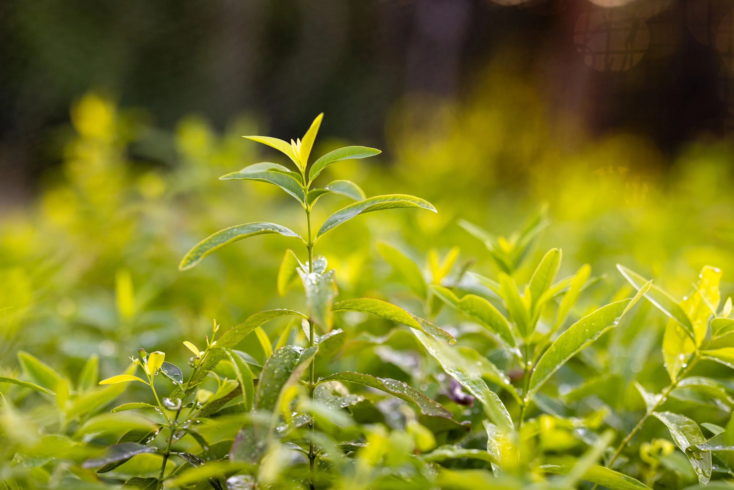 Close-up of vibrant green Santalum Album plants with dew drops, illuminated by sunlight, in a lush tea garden.