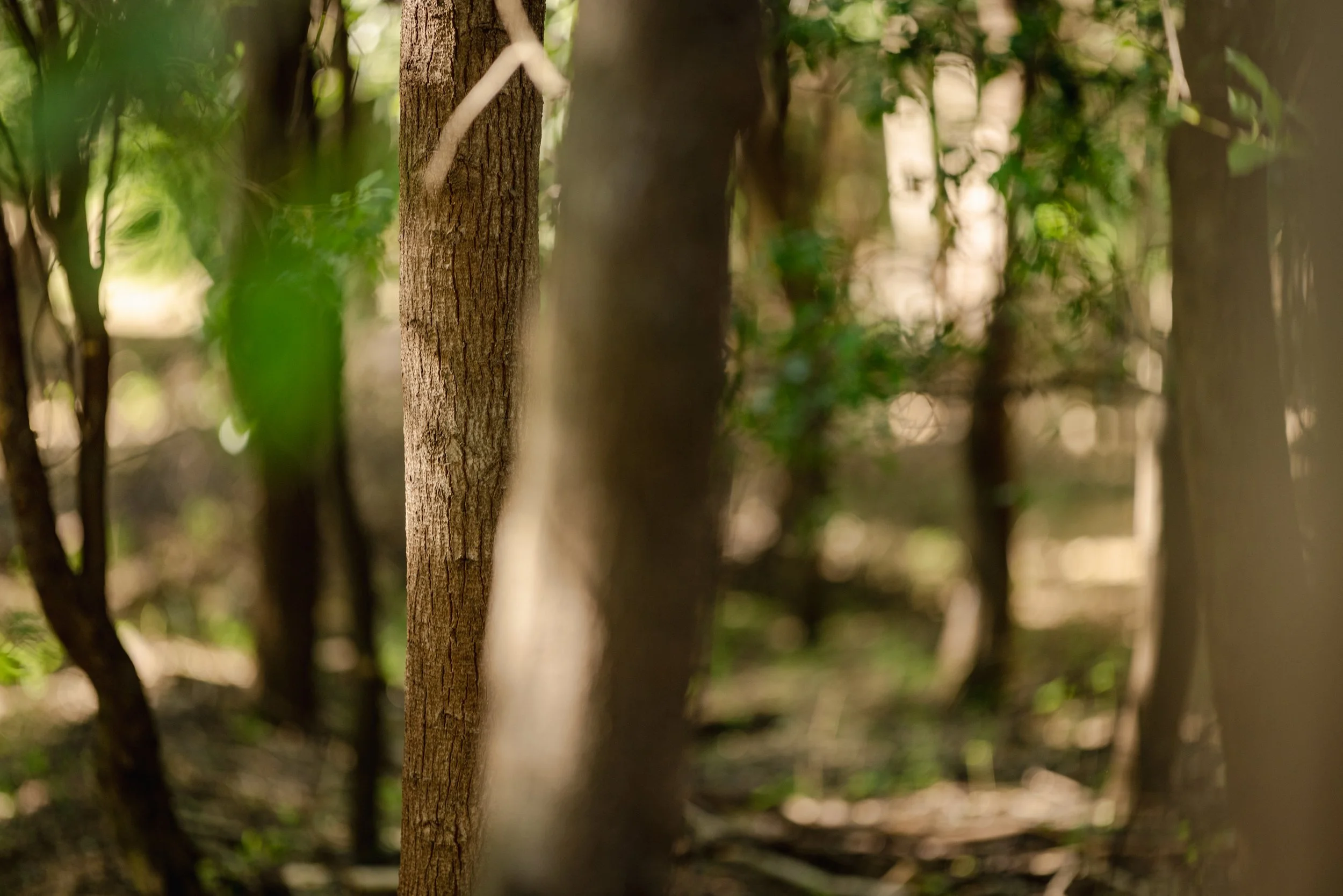 Close-up of Santalum album trunks and branches in a wooded area with green leaves and sunlight filtering through.