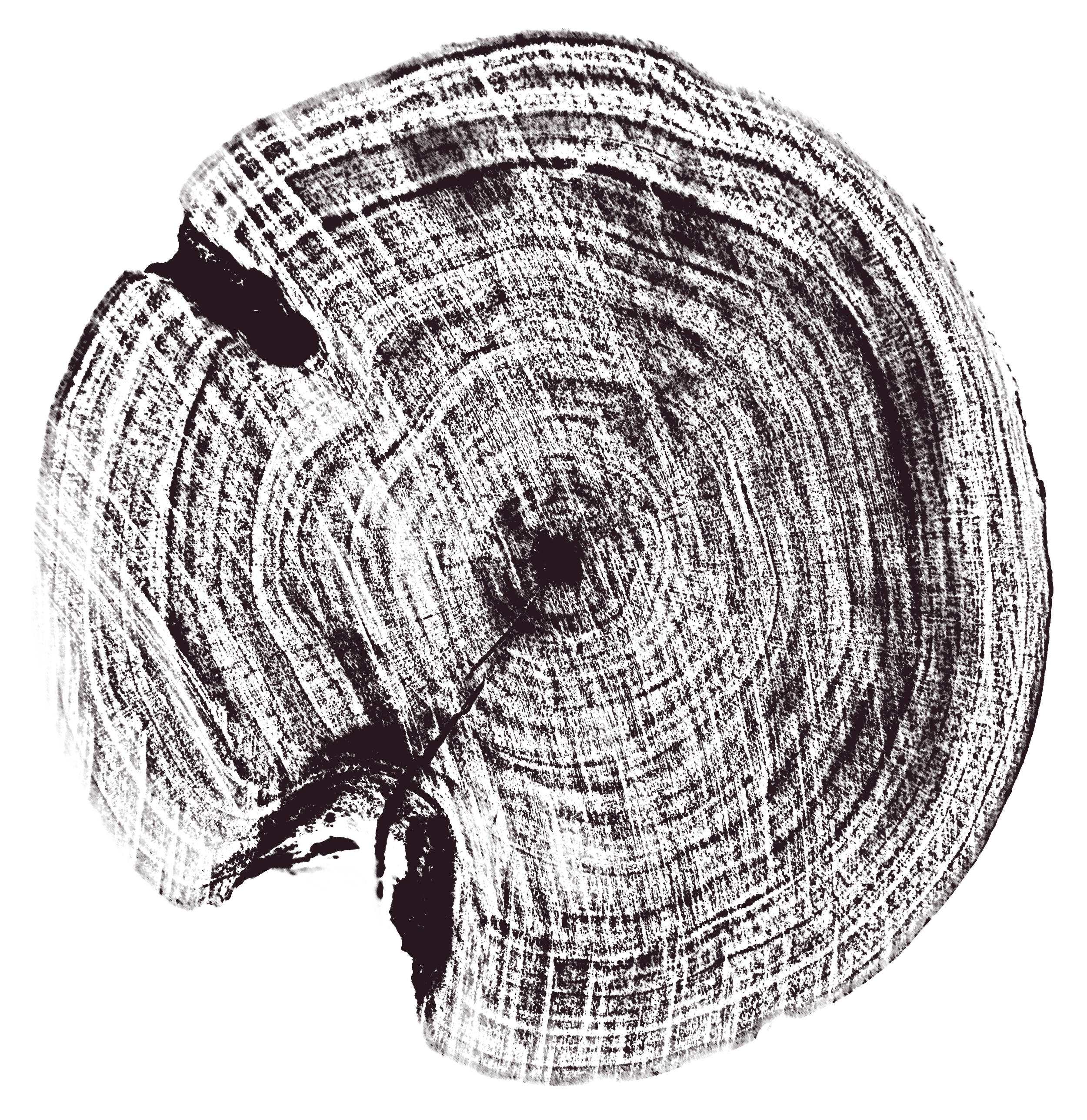 A cross-section of a tree trunk showing growth rings and wood grain.