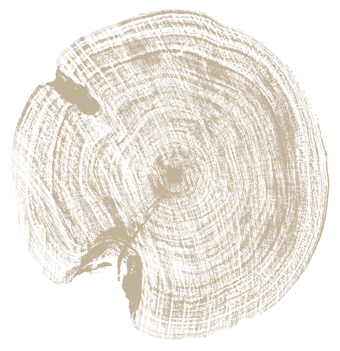 Cross-section of a tree trunk showing growth rings and a small branch stub.