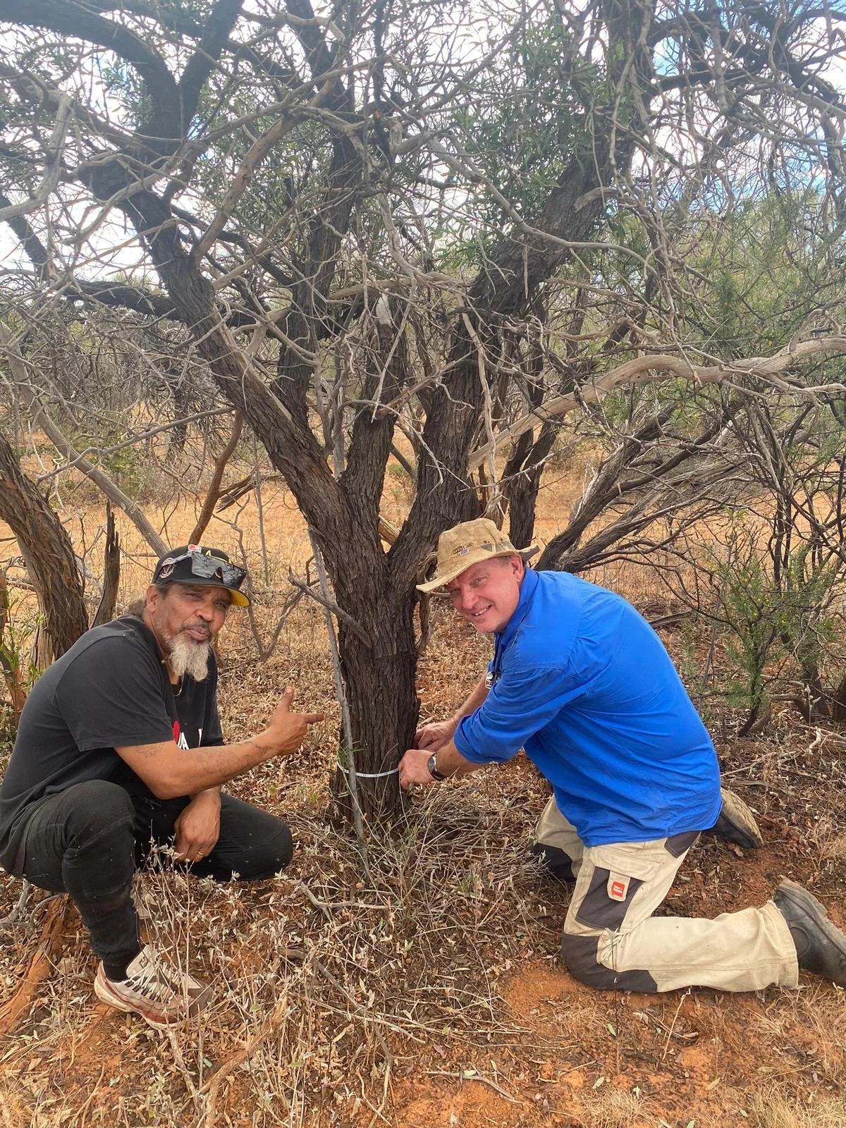 Two men are kneeling at the base of a tree in a dry, grassy area. They are holding a measuring tape around the trunk of the tree.