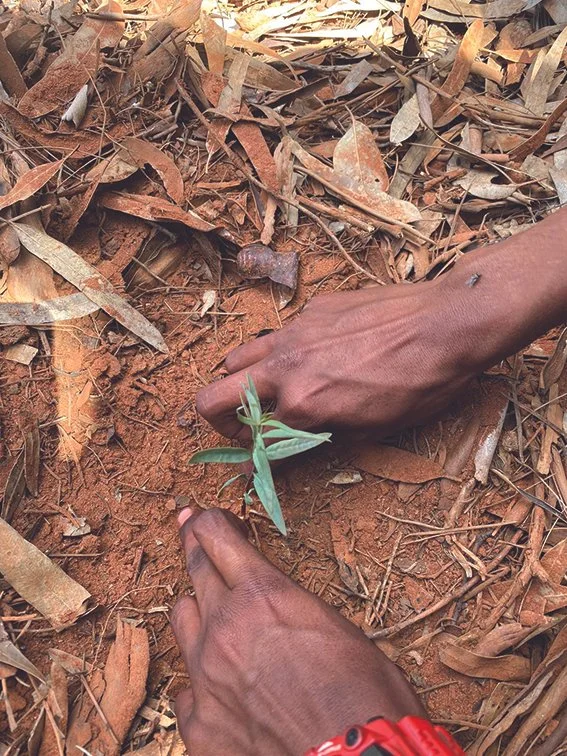 Close-up of hands planting a small green seedling in the soil, surrounded by dry brown leaves.
