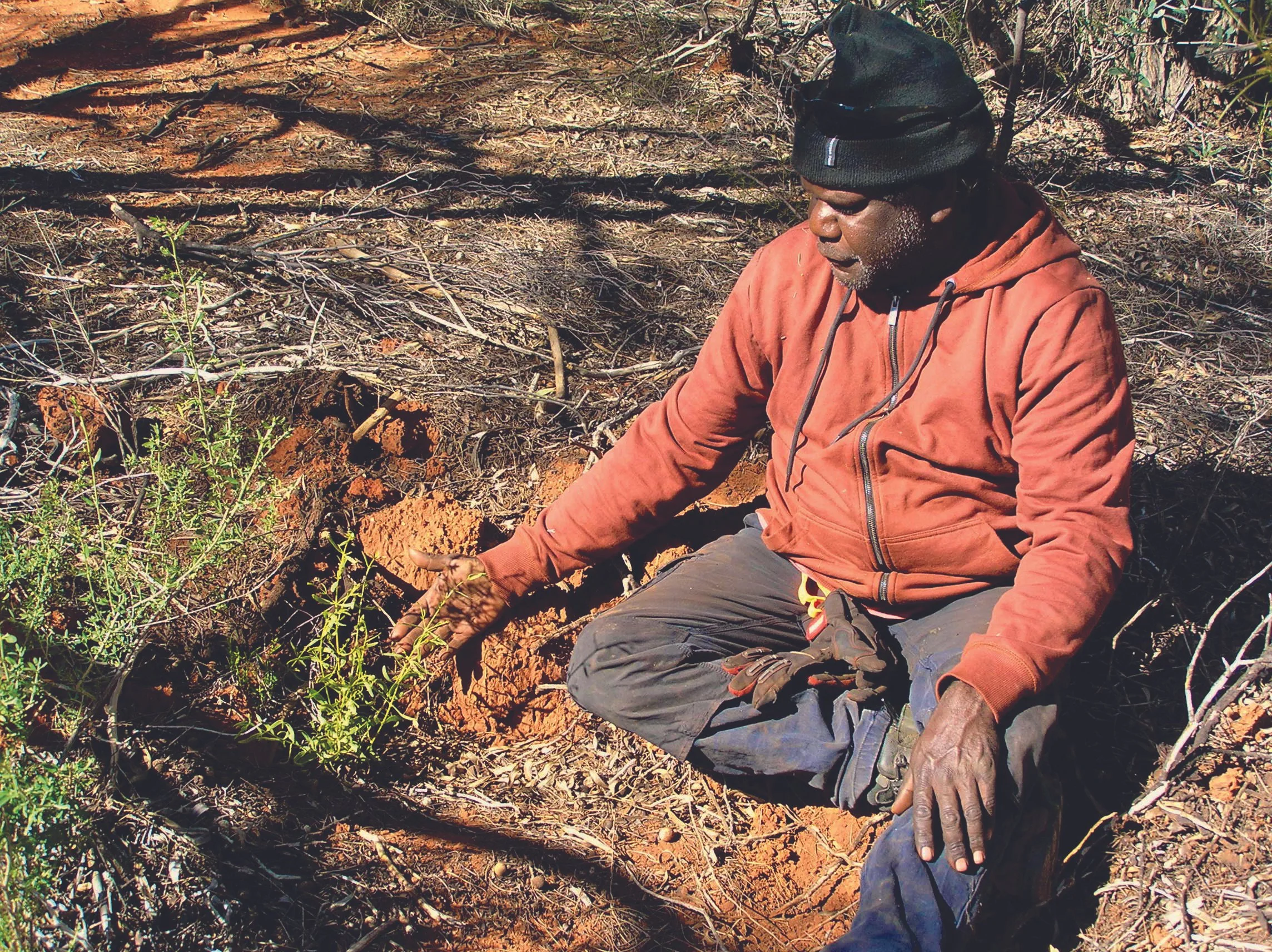 Clinton Farmer showing a young wild sandalwood tree.