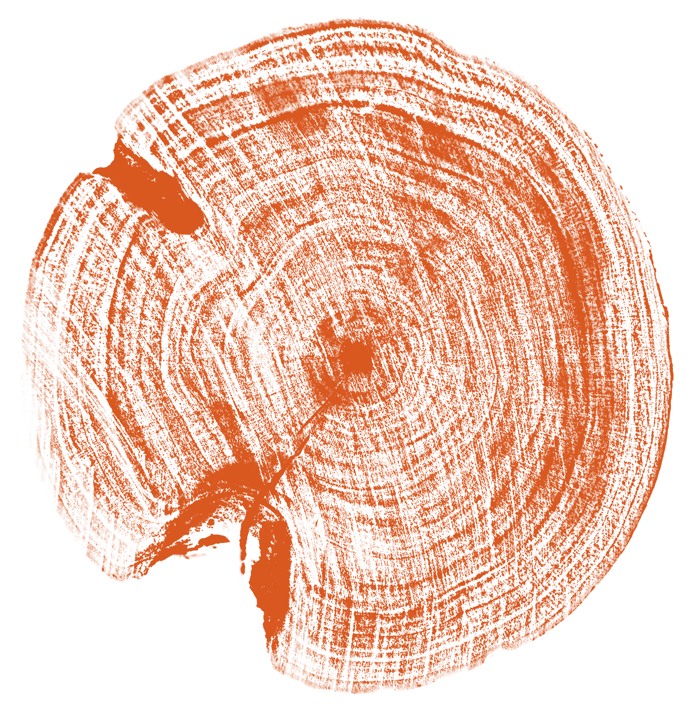 Orange-colored cross-section of a tree trunk showing growth rings and texture on a black background.