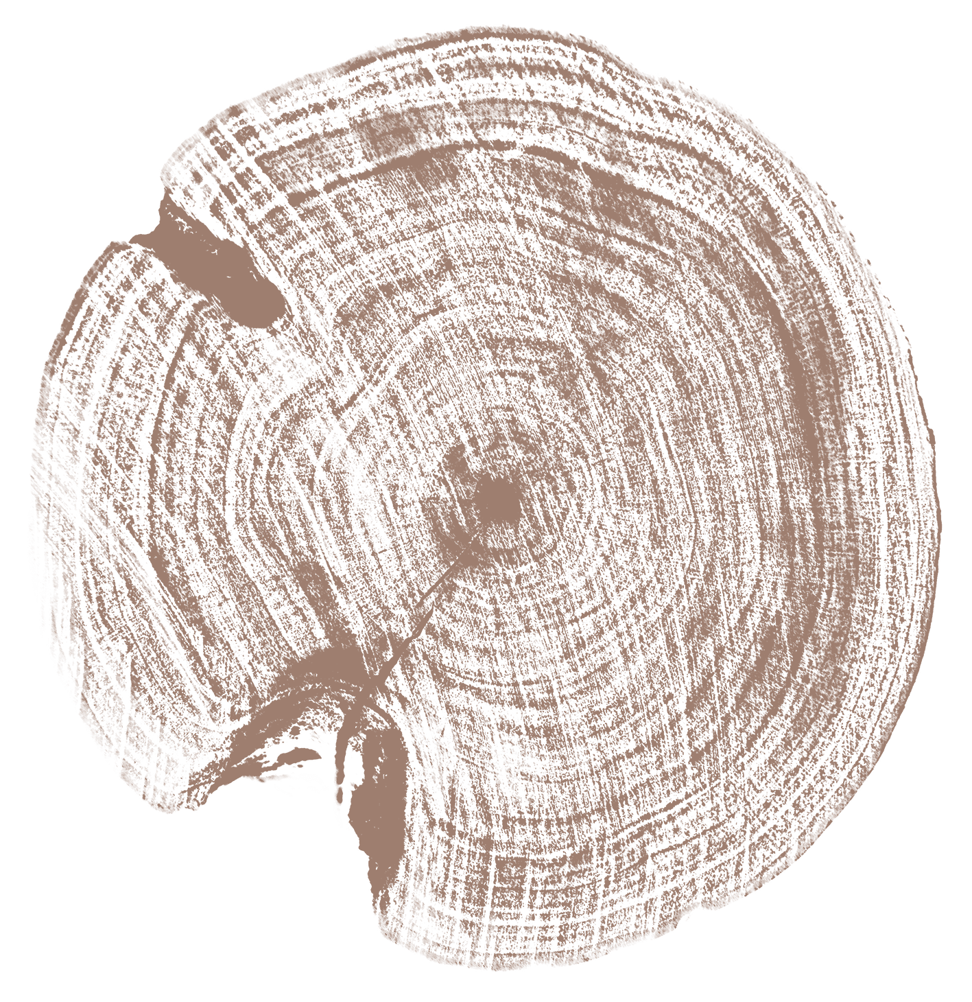Cross-section of a tree trunk showing growth rings with a small branch and bark on the edge.