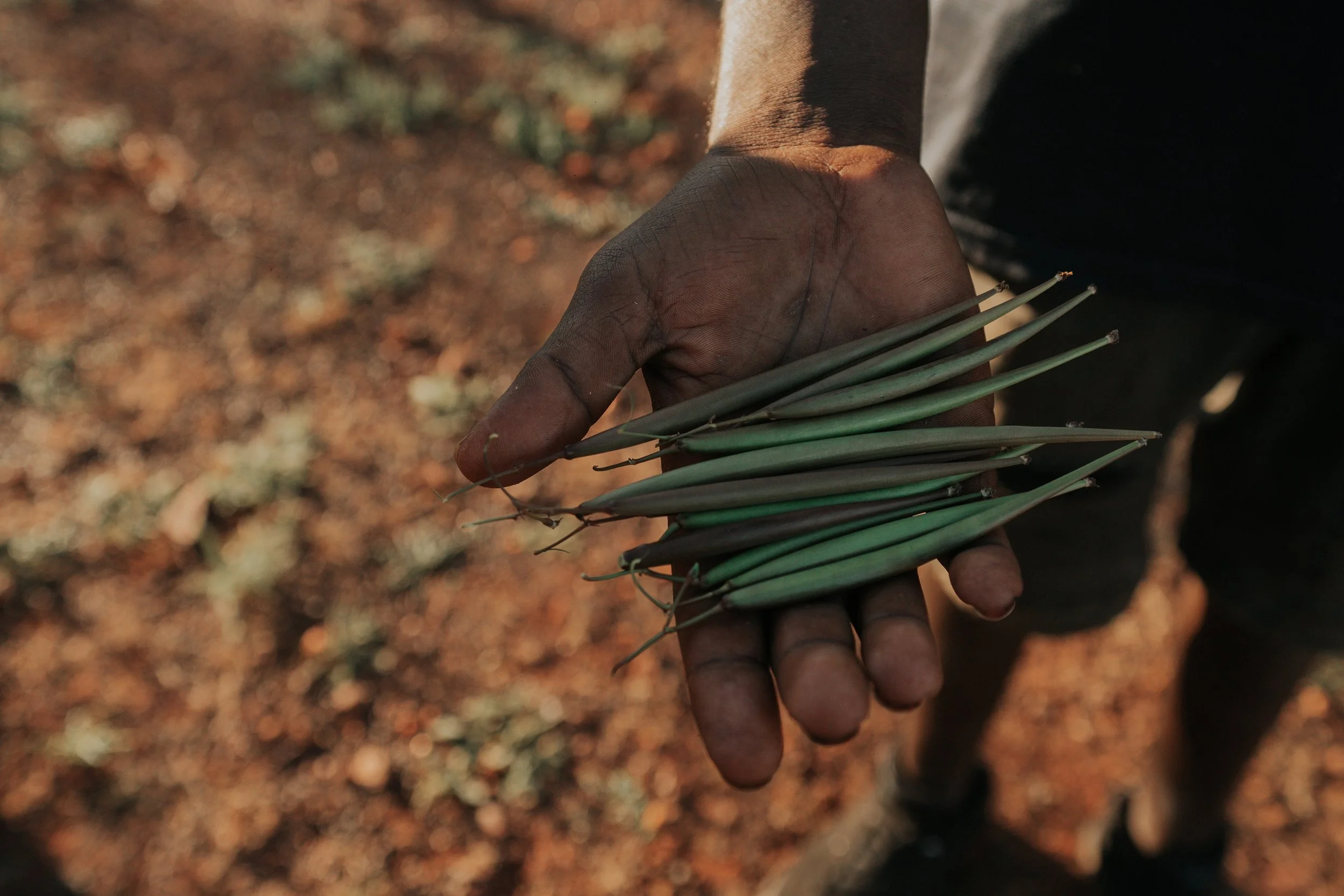 Hand holding a small bunch of green and brown leaves or small branches against a blurred earthy background.