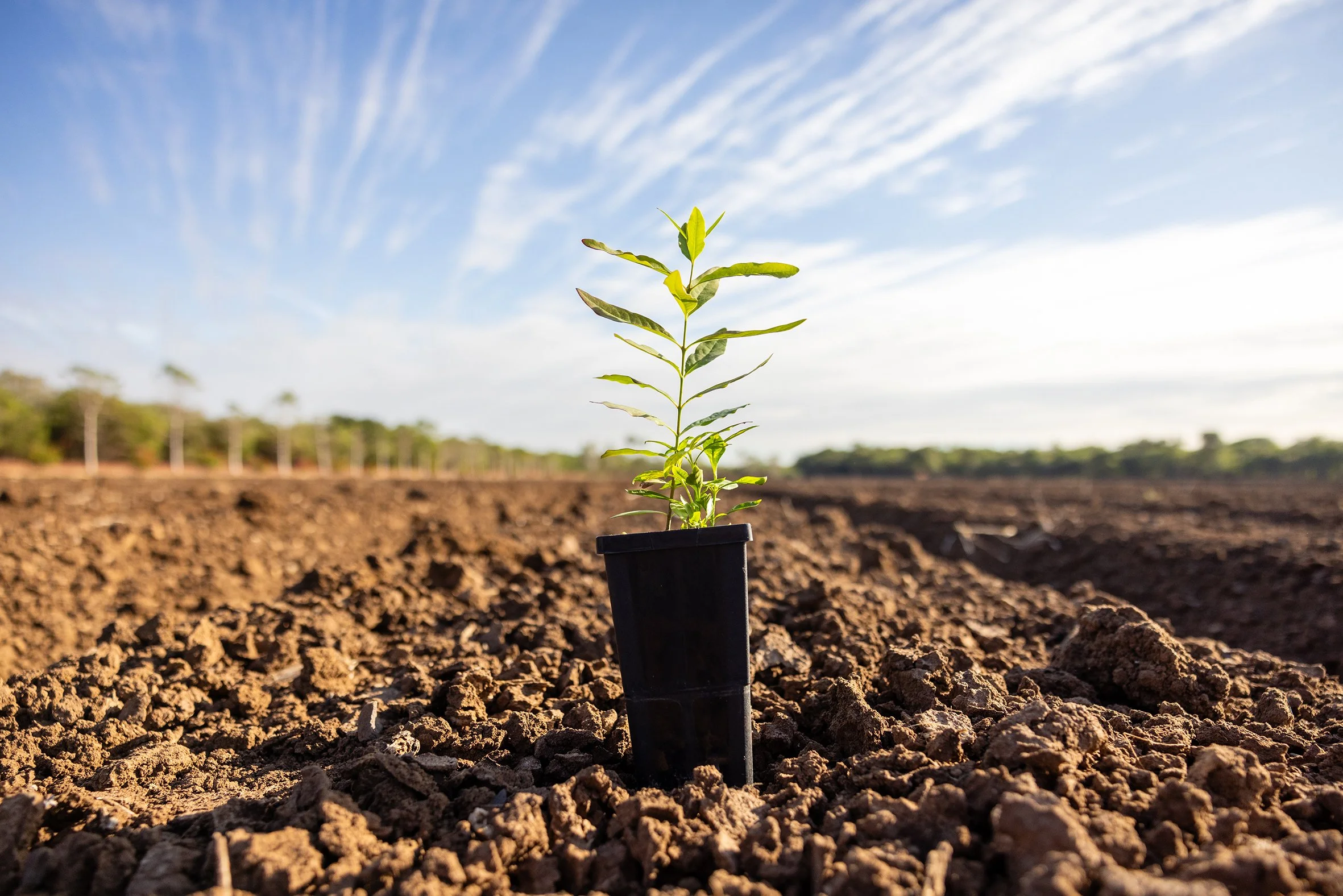 A small Santalum album seedling in a black pot growing in freshly tilled soil outdoors under a blue sky with wispy clouds.