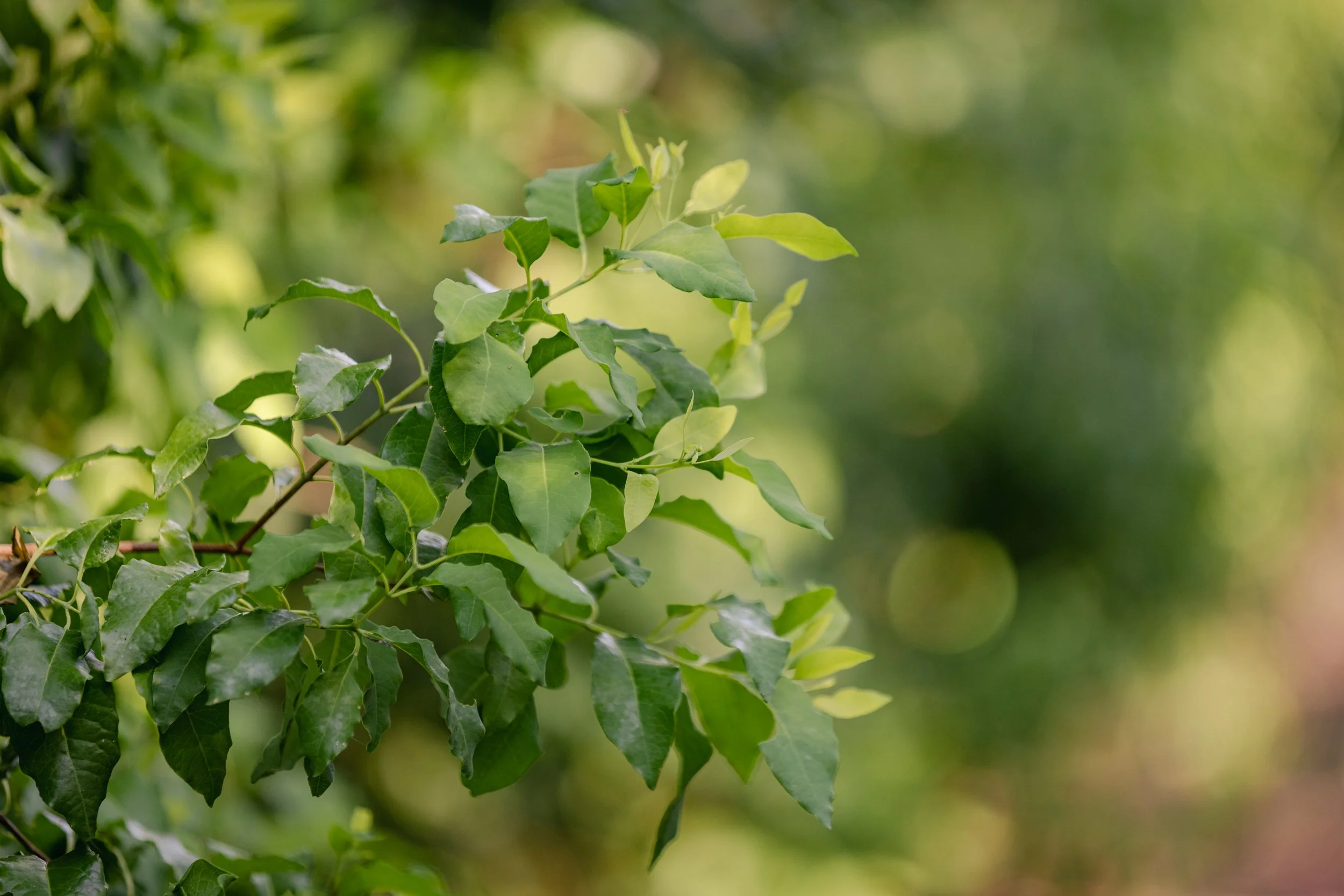 Close-up of lush green leaves on a tree branch with a blurred green background.