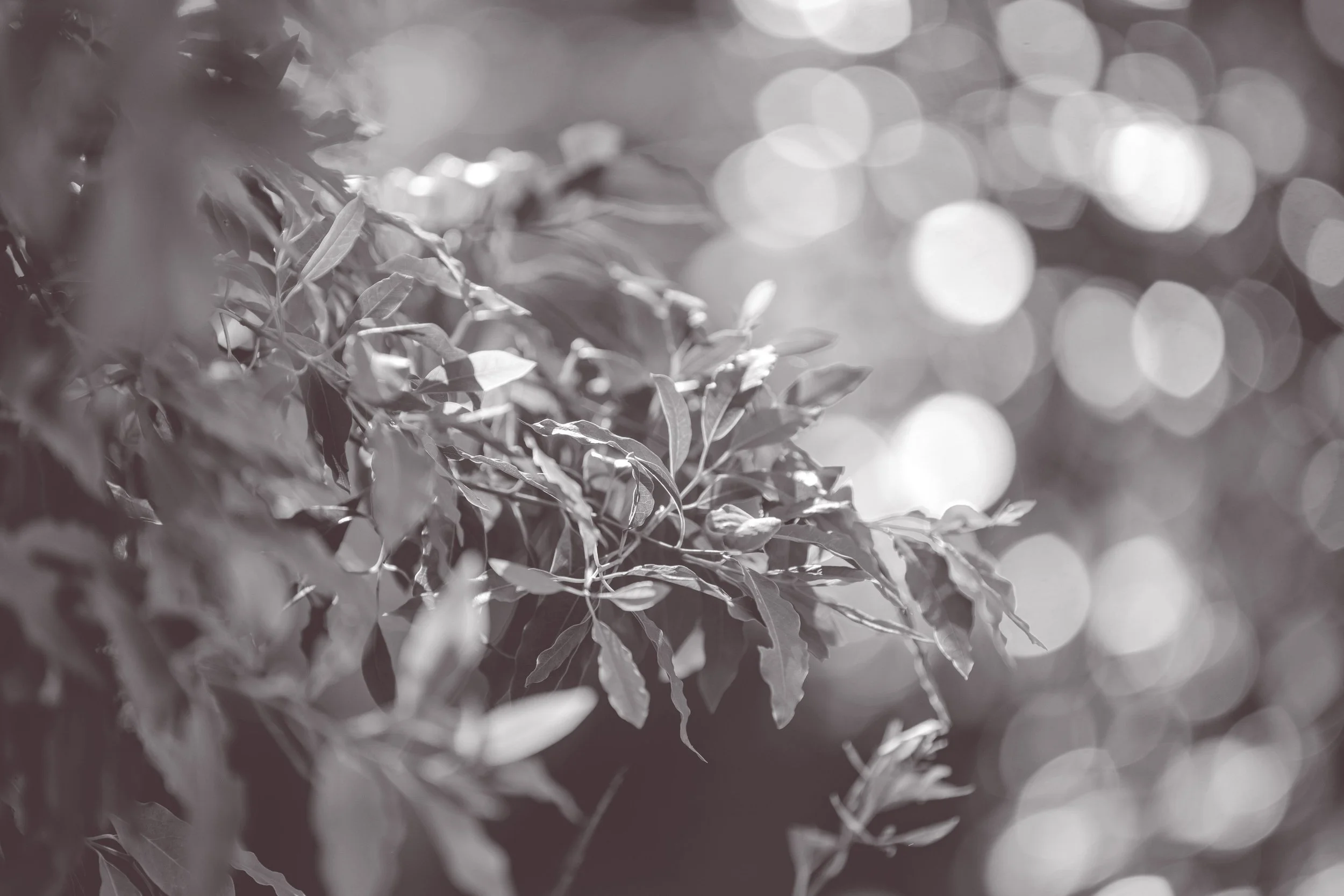 Black and white photograph of Santalum Album tree leaves with sunlight creating bokeh in the background.