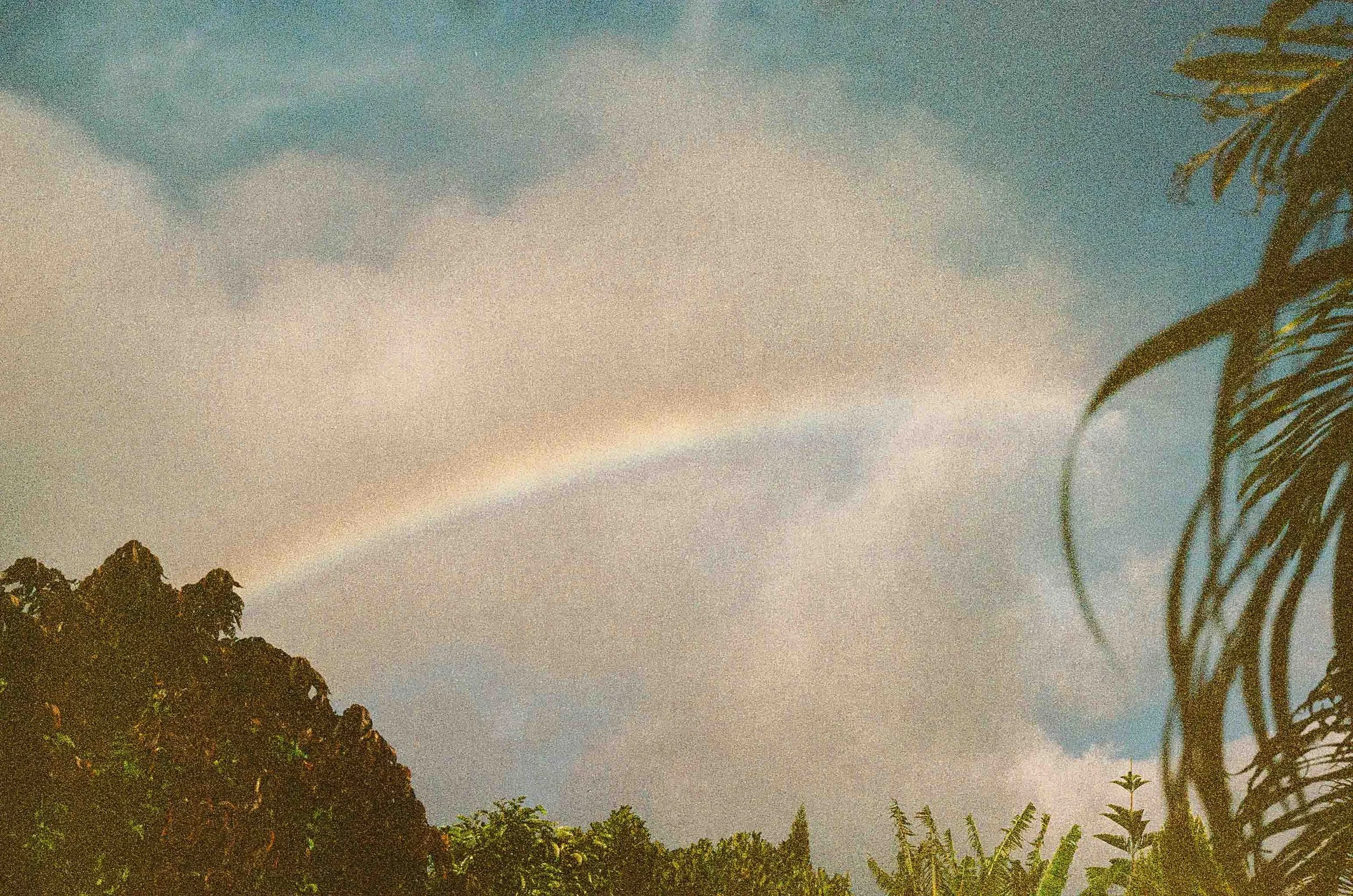 Rainbow in the sky above green trees and plants.