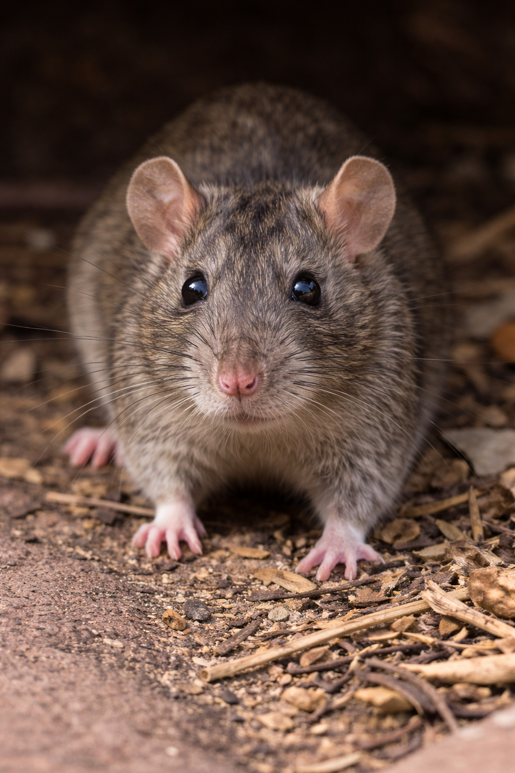 solar panel bird proofing mesh installed on rooftop panels, bird proofing solar panels with protective mesh barrier, pigeon proof solar panels with stainless steel mesh protection, solar panel bird proofing installation on residential roof