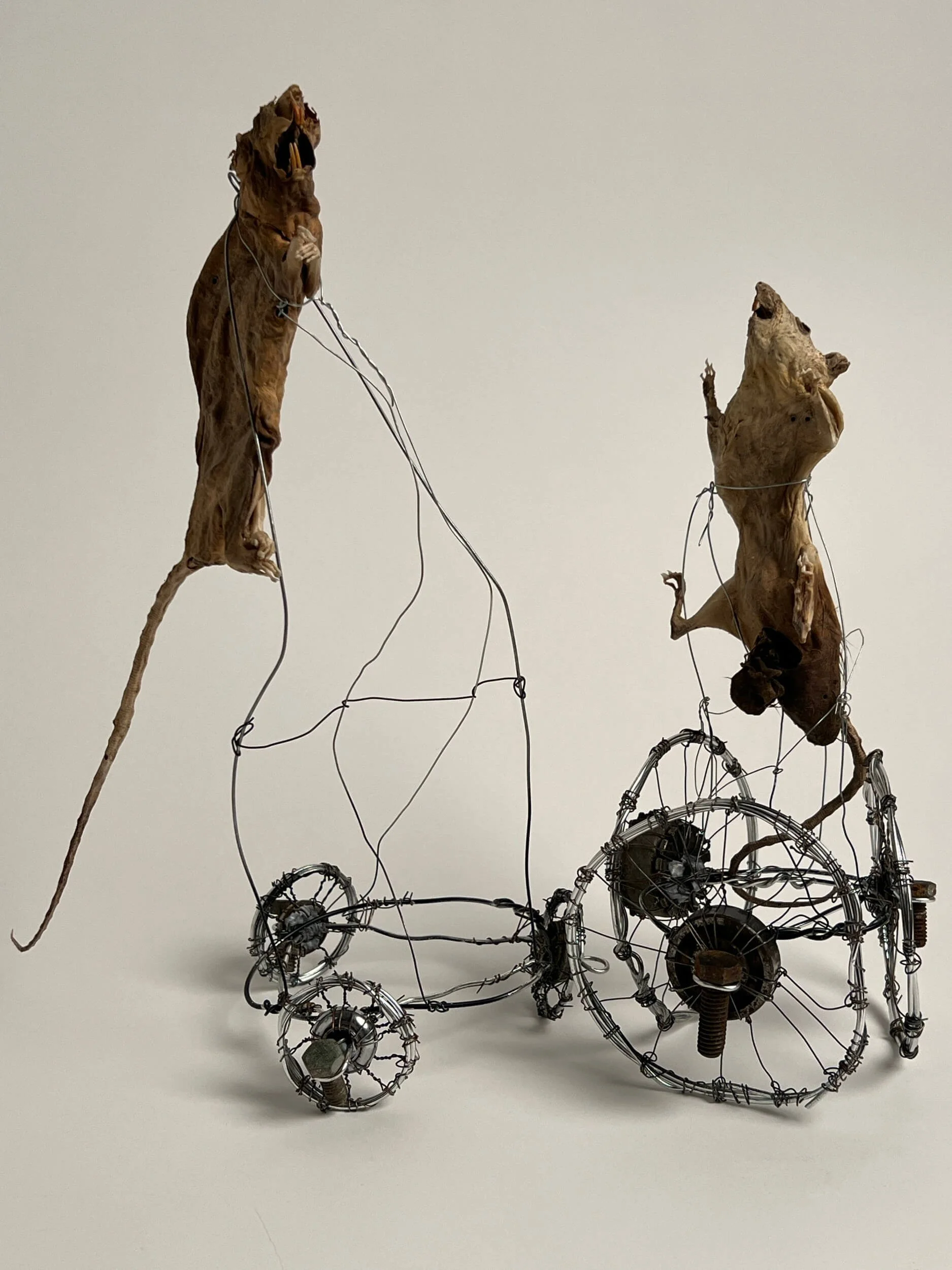 Mixed media sculpture resembling a tricycle with mummified animals, featuring wire and mechanical components.